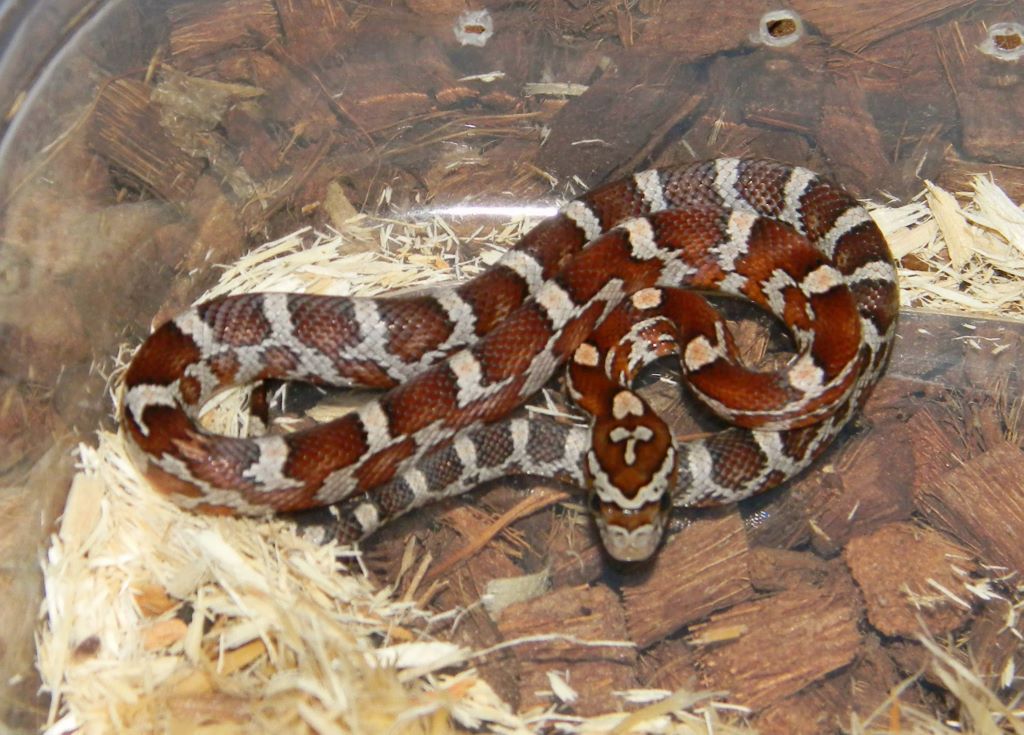 Miami Corn Snake by Mark Petros Reptiles