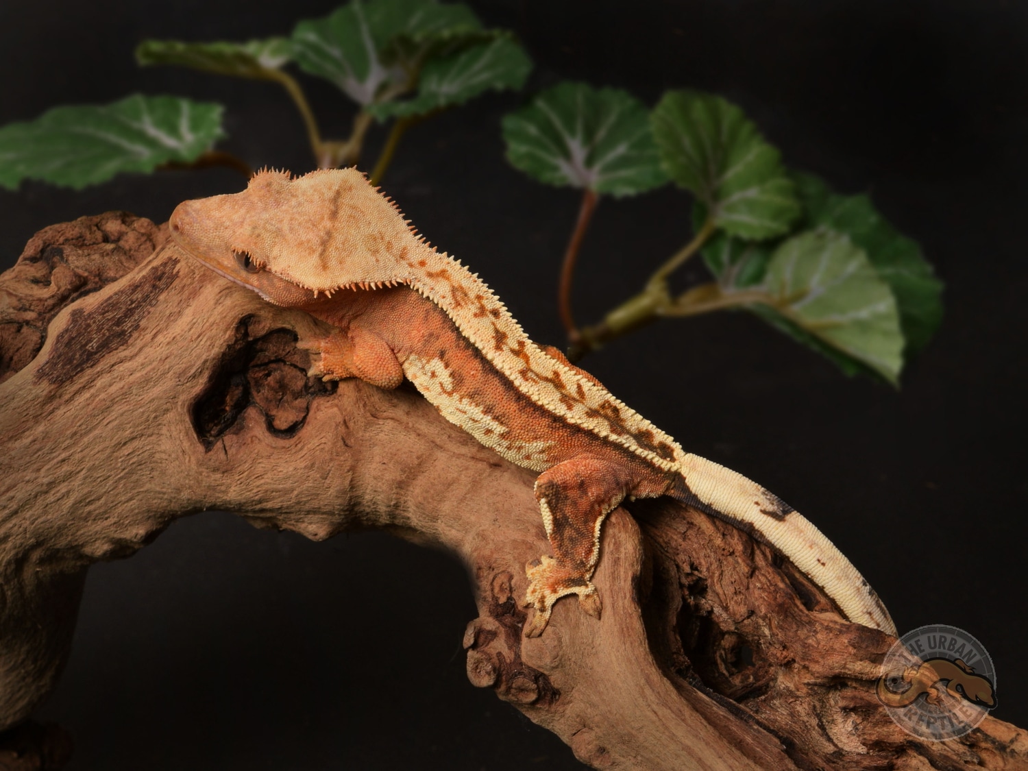 Lateral Stripe Creamsicle Crested Gecko by The Urban Reptile