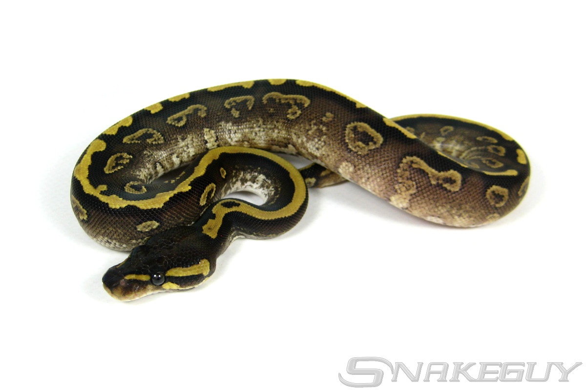 Twister Bongo Yellow Belly Ball Python by Snakeguy