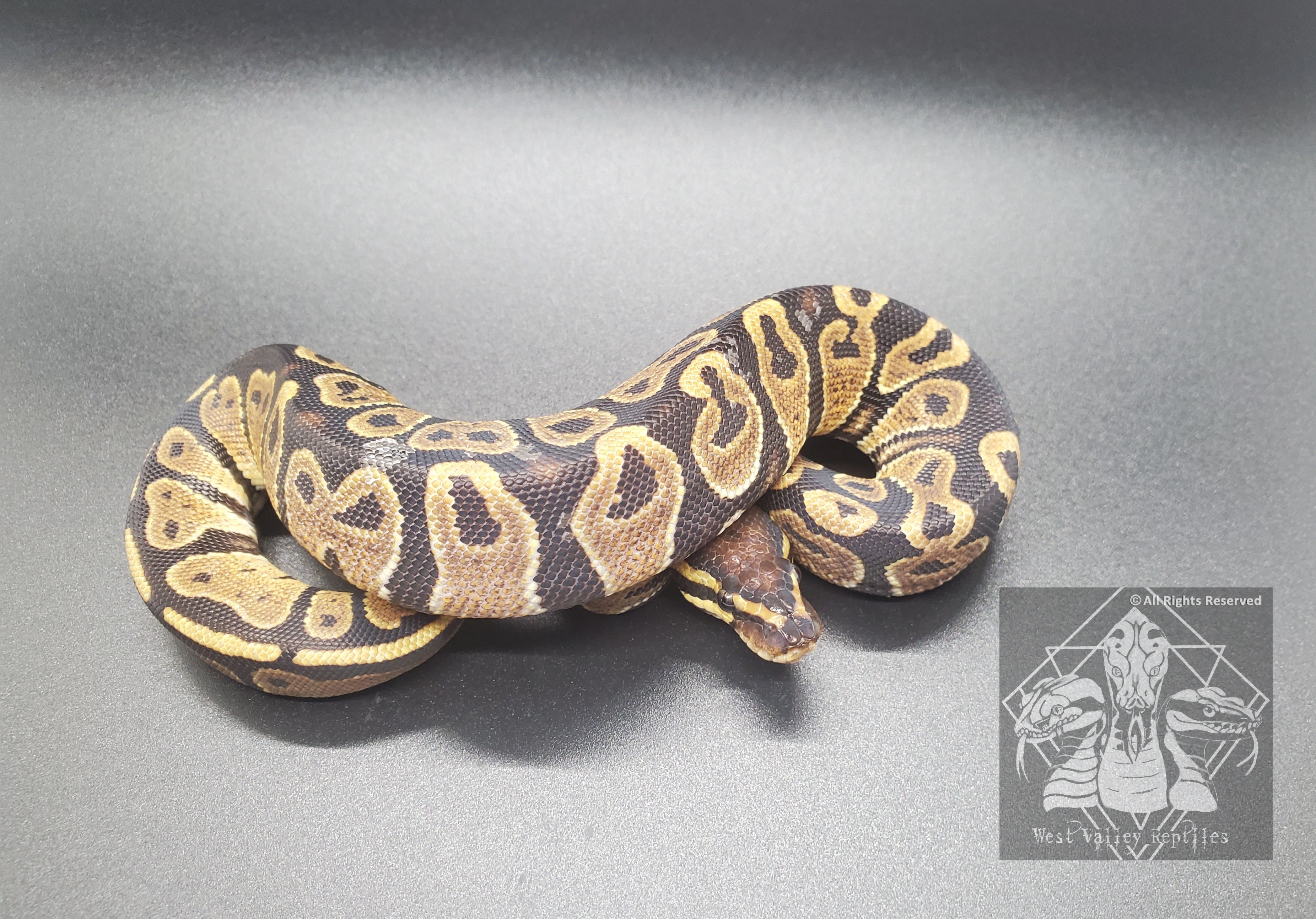 Shredder Ball Python by West Valley Reptiles