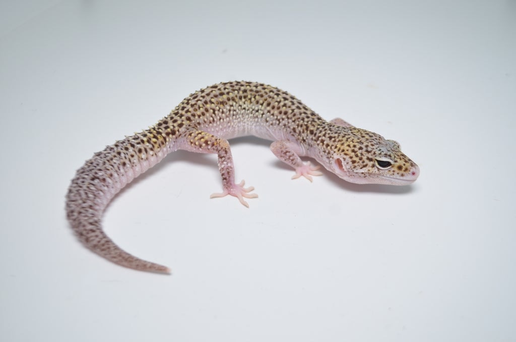 Hyper Xanthic Fascio Het Eclipse Leopard Gecko by Tikisgeckos,llc