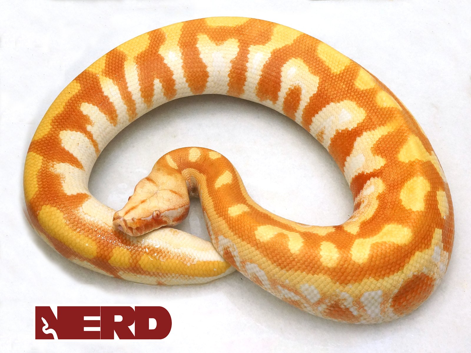T- Albino Blood Python by New England Reptile Distributors