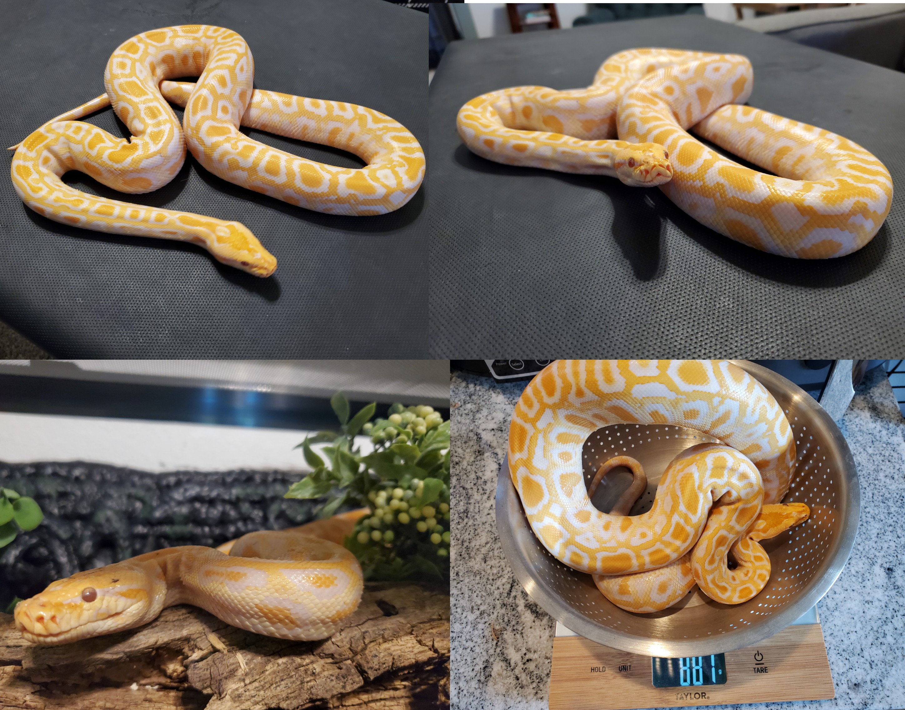 Albino Burmese Python by Willows Reptile Connection