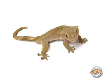 Buckskin by The Urban Reptile