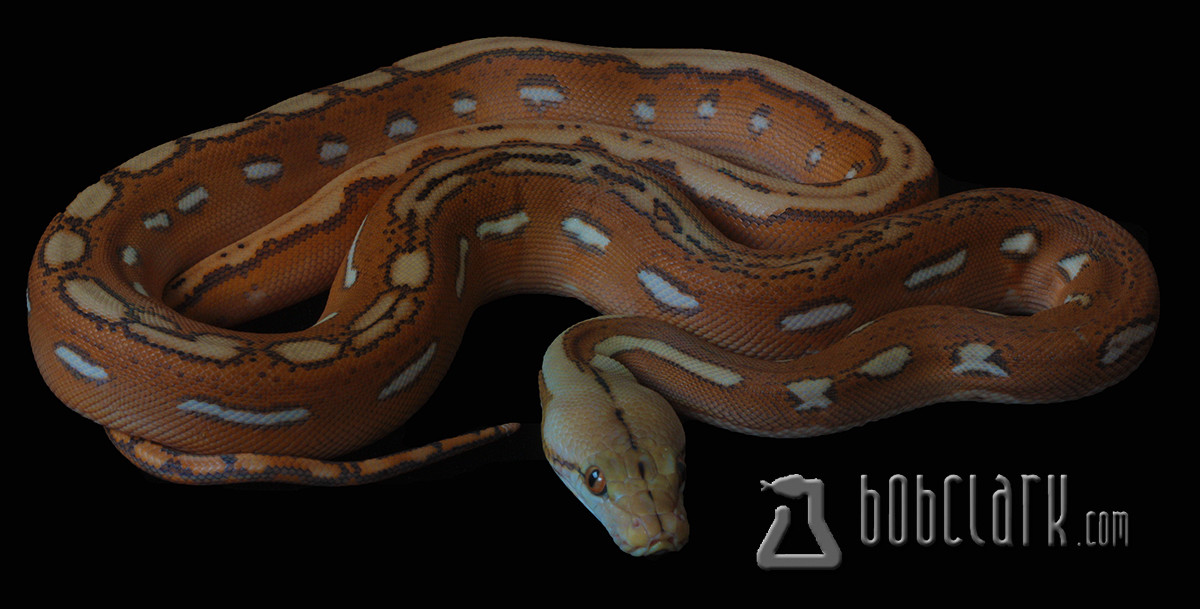 Orange Ghost Stripe Reticulated Python by Bob Clark Reptiles