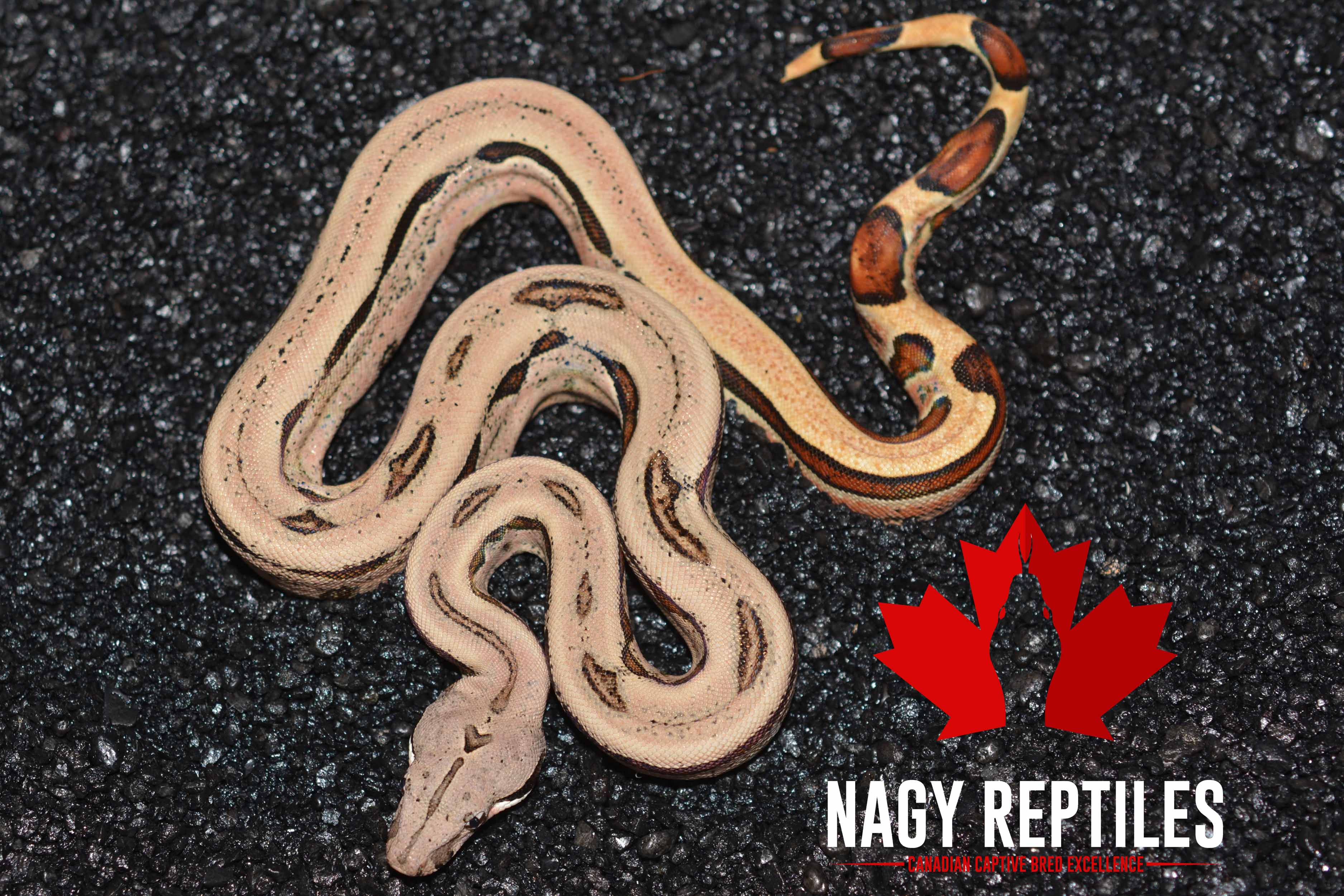 Squaretail Boa Constrictor by Nagy Reptiles