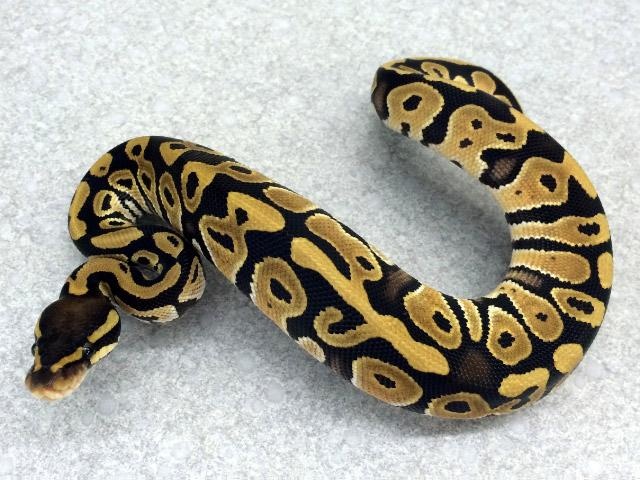 Mystic Ball Python by Royal Constrictor Designs