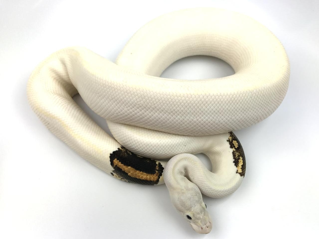 Paradox Ivory Ball Python by Royal Constrictor Designs