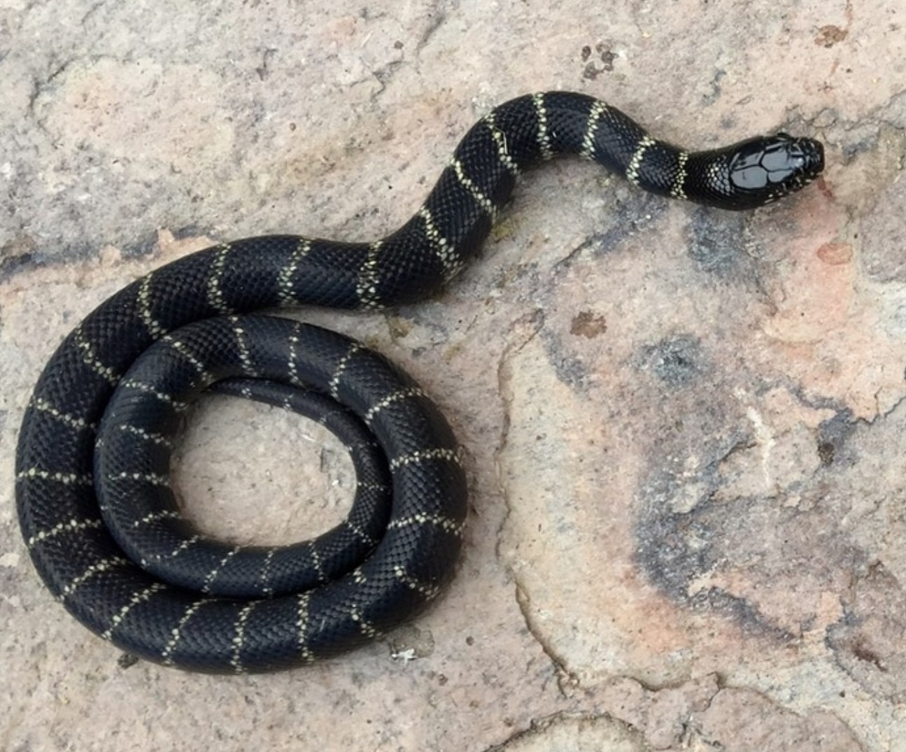 Long Beach Hypermelanistic - Kingsnake Traits - Morphpedia