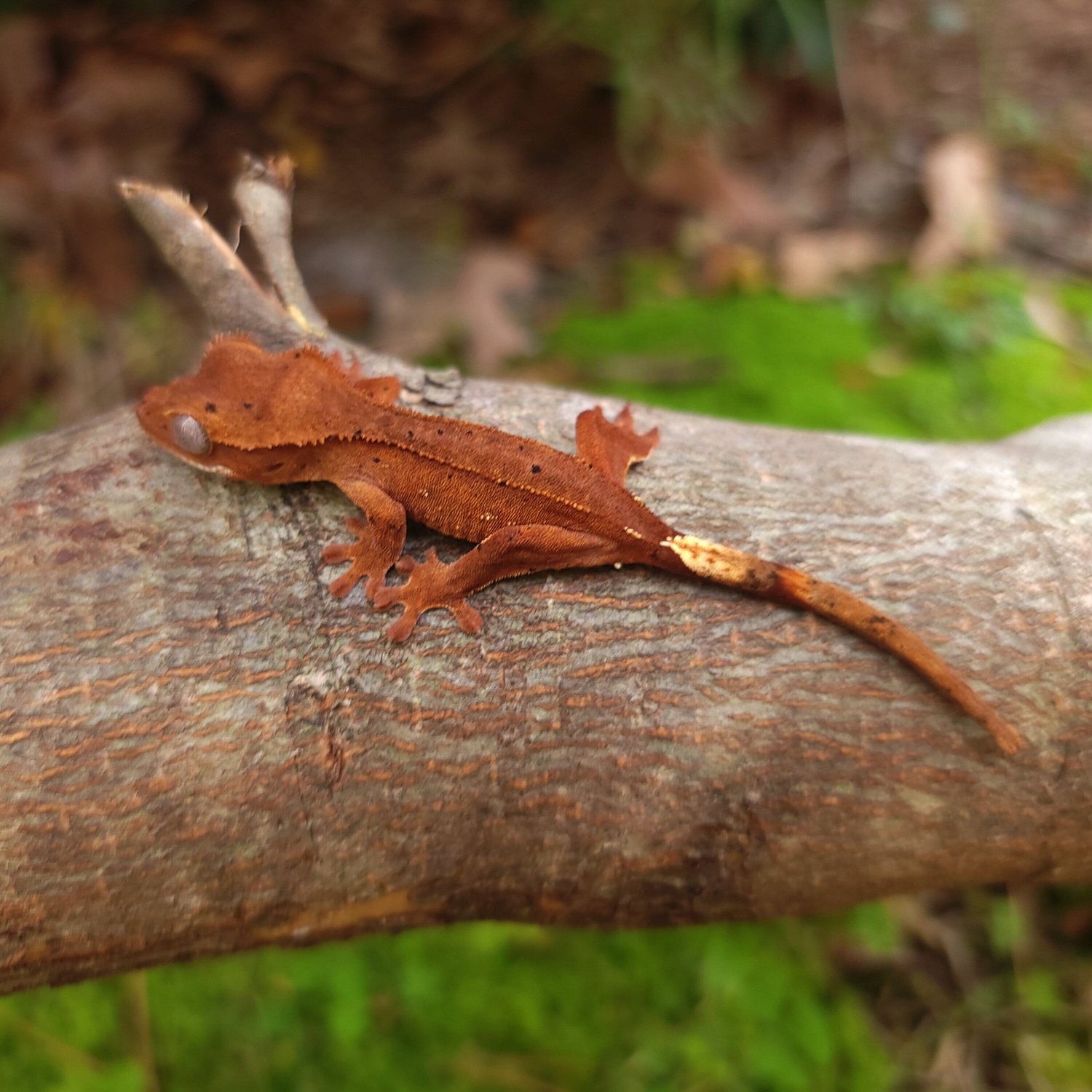 Red Dalmatian Crested Gecko by MountainCresties