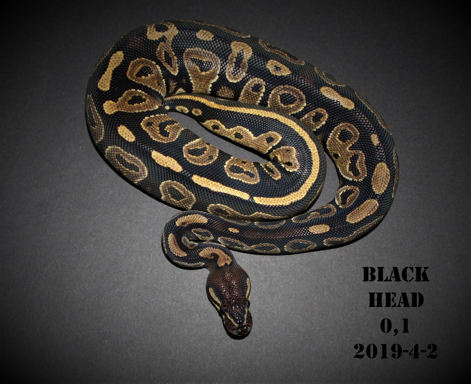 Blackhead By Tonny Clausen at T.C Snakes