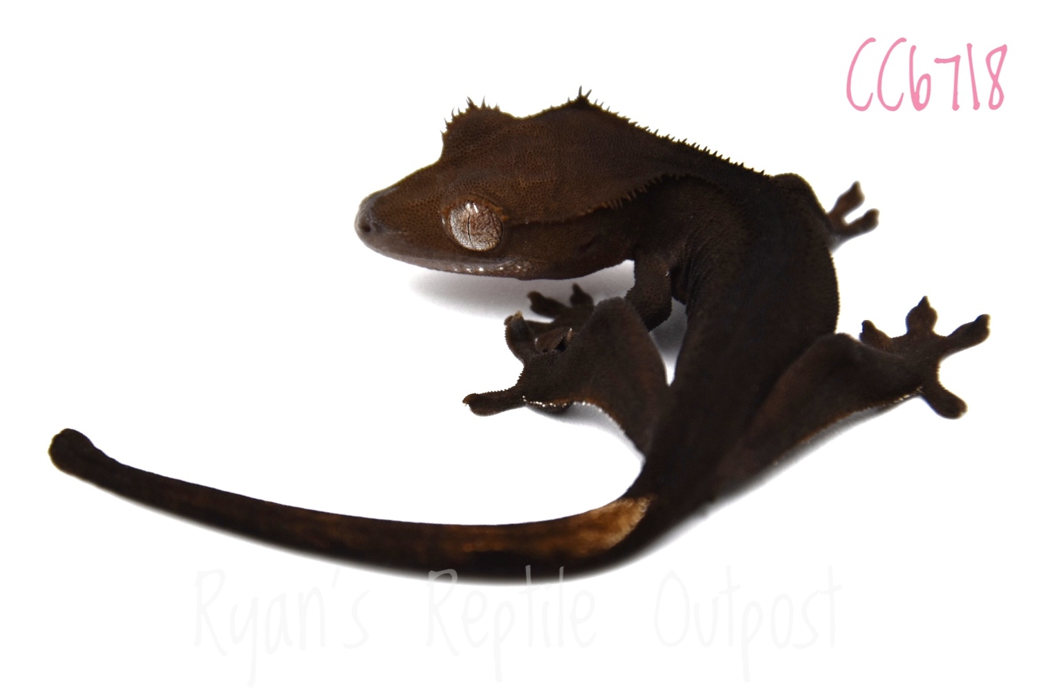 Dark Line Cc6718 Crested Gecko by Ryan's Reptile Outpost