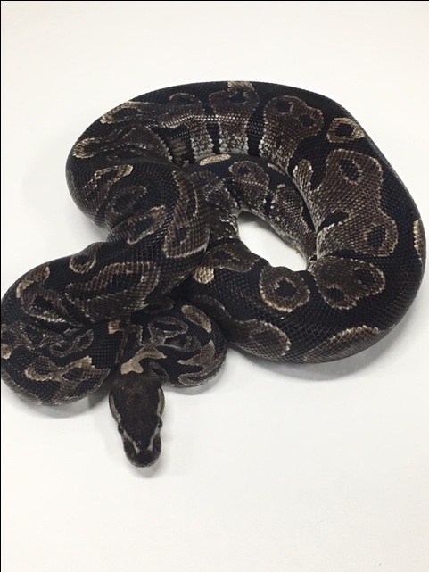 Black Axanthic Ball Python by R.P.K. Exotics