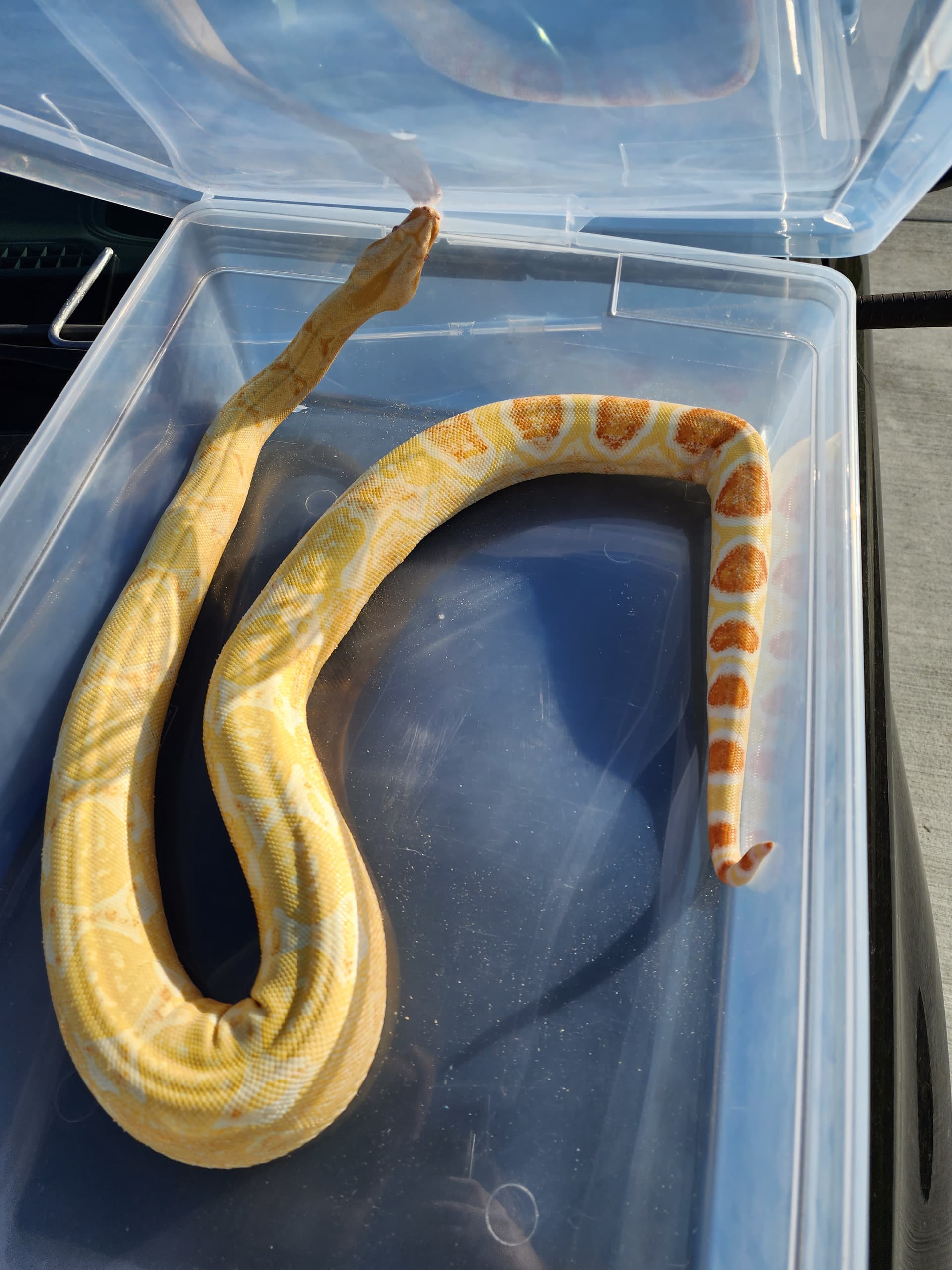 White snake turn yellow - Boa Constrictors - MorphMarket Reptile