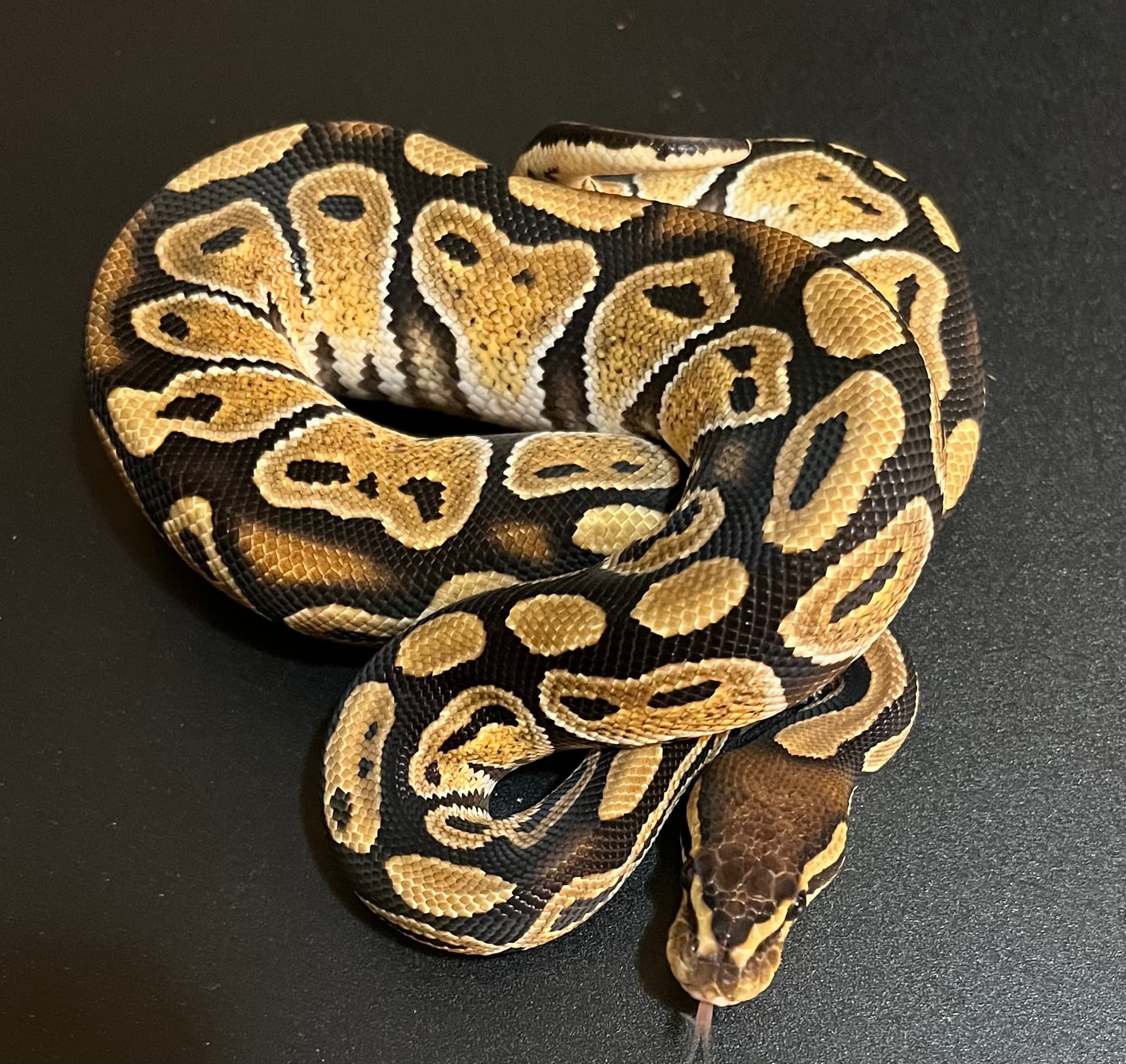Show off your Ball Pythons - Ball Pythons - MorphMarket Reptile Community