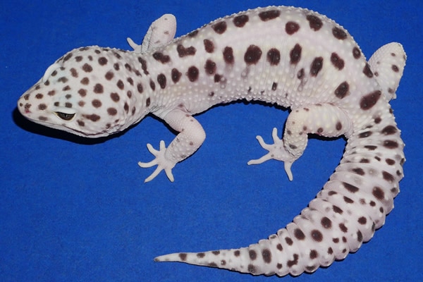 Gem Snow Leopard Gecko by Geckos Etc. Herpetoculture