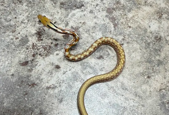 Screenshot 2025-10-06 102322