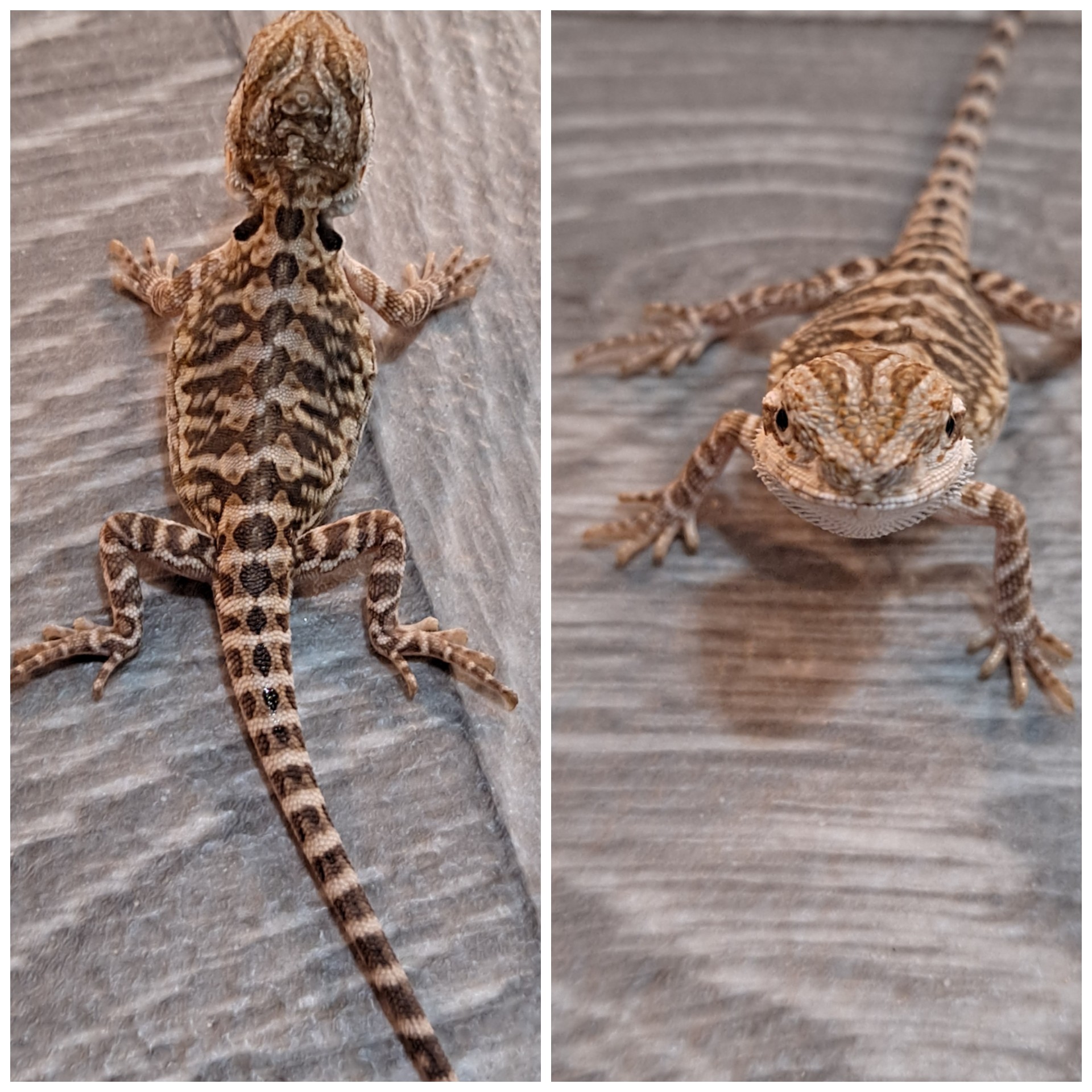 Female Super Leatherback Central Bearded Dragon by Baxter's Spellbound Dragons
