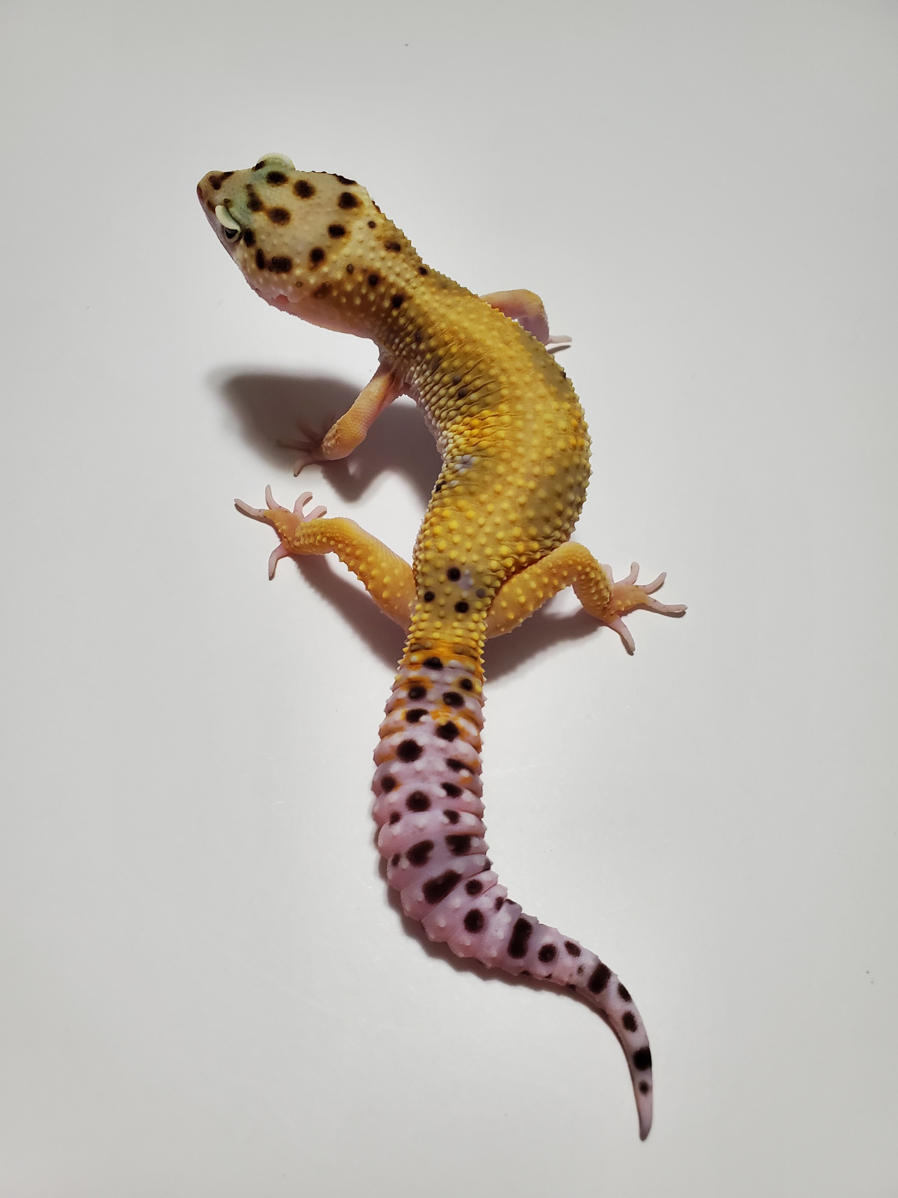 Jungle Leopard Gecko by Wheatland Reptiles