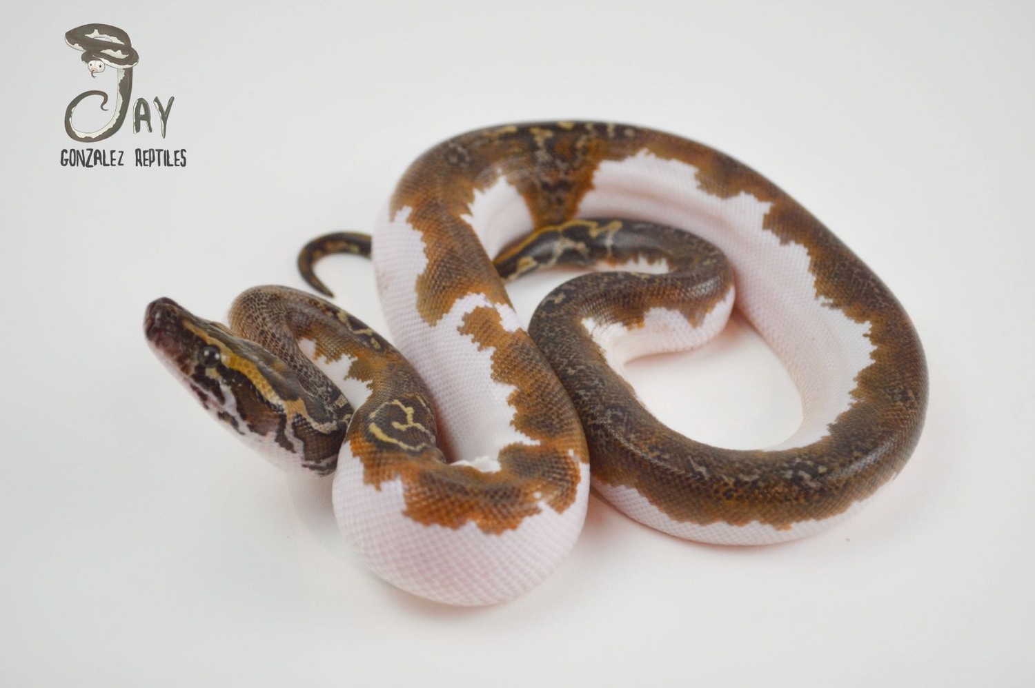Pied 100% Het Albino Burmese Python by Jay Gonzalez Reptiles
