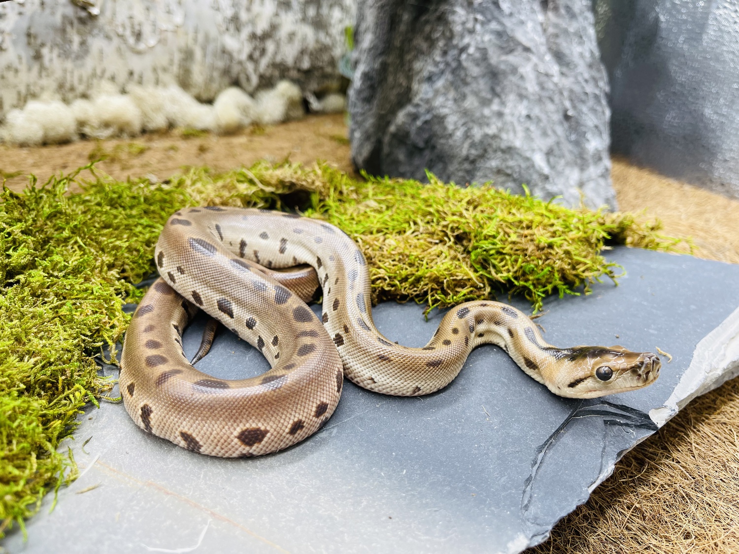 Green Burmese Python by Predators Reptile Center
