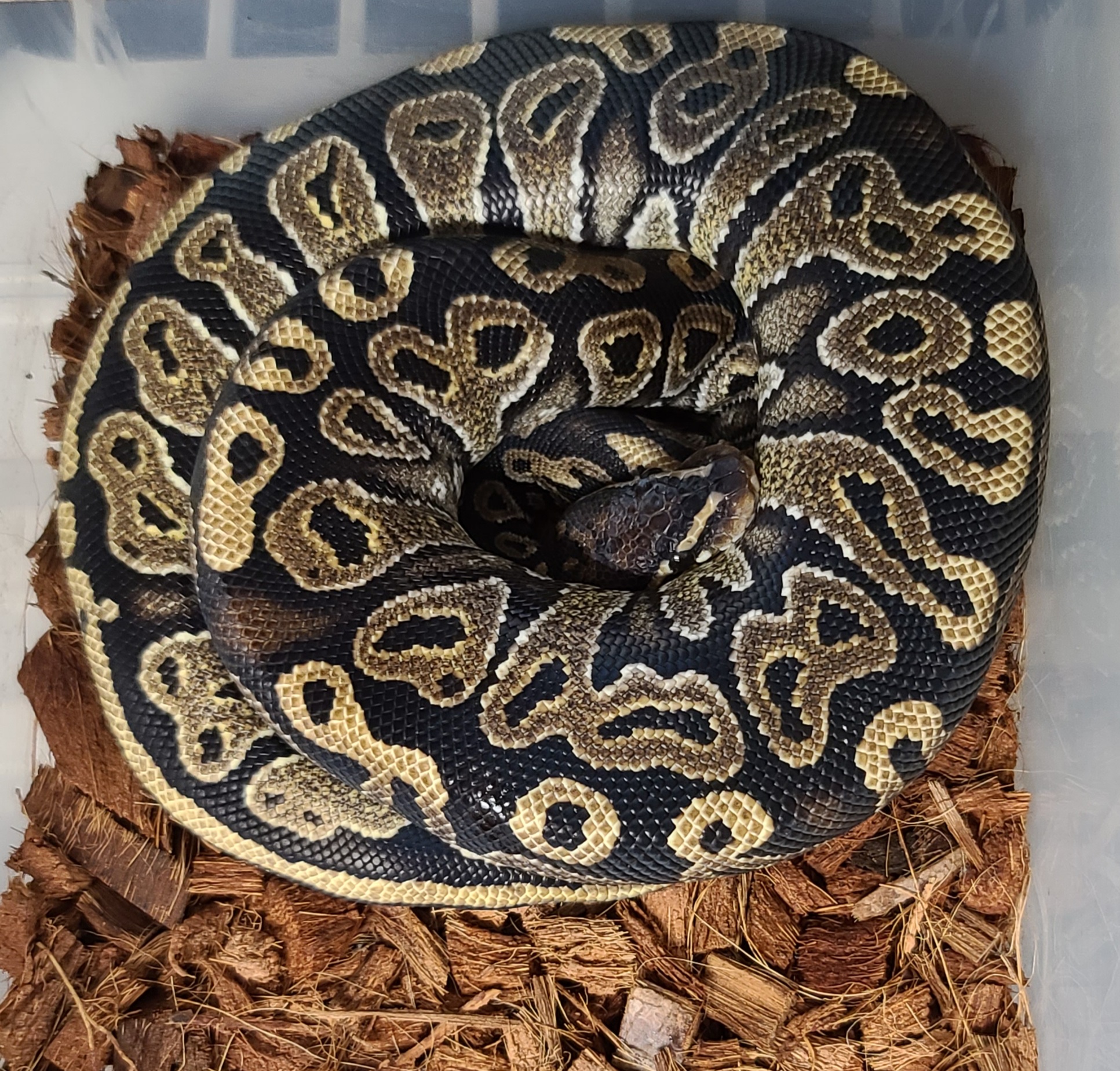 Epic Ball Python by OCD Morphs