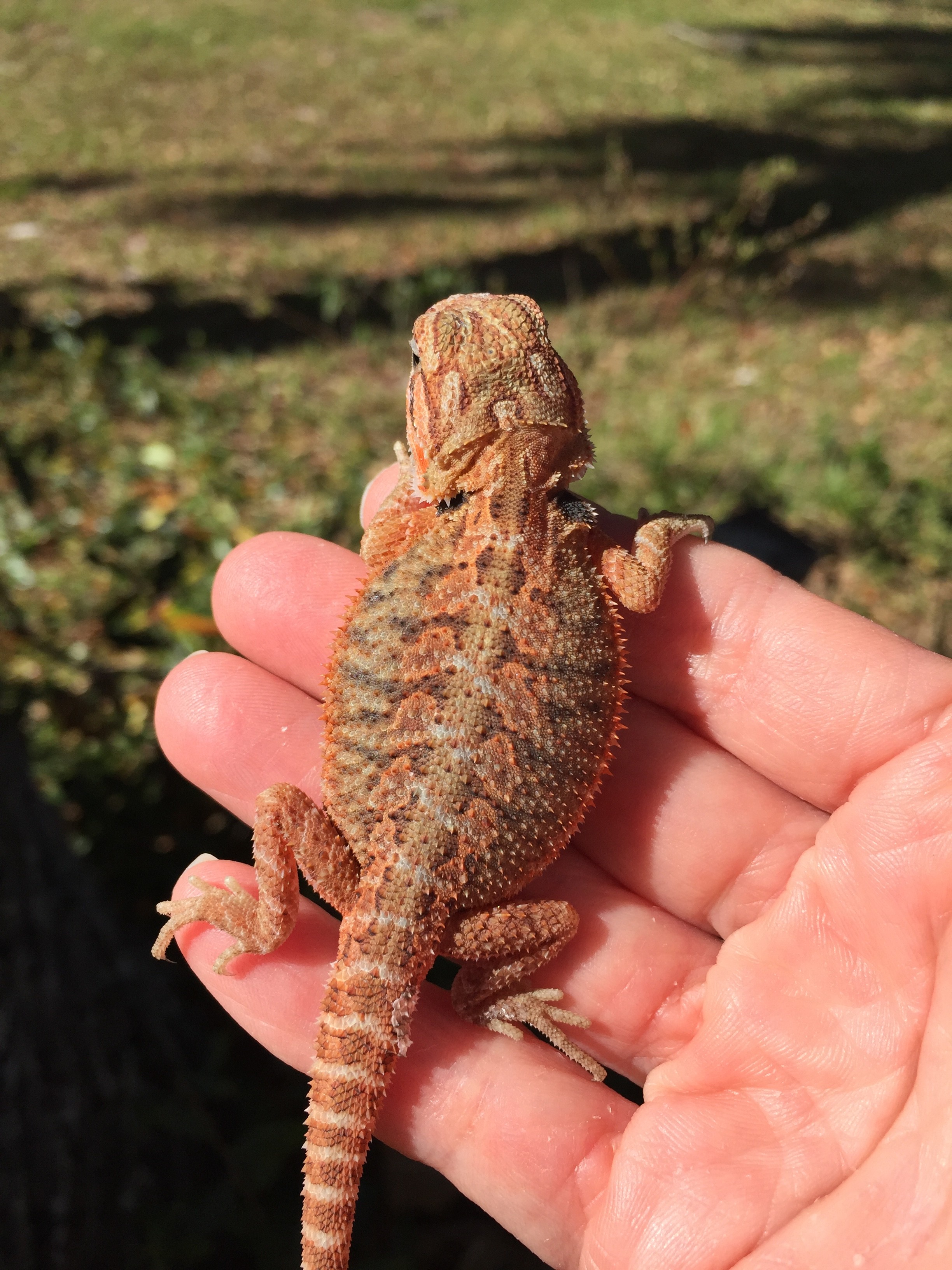 Trans Male Central Bearded Dragon by FairyTail Dragons LLC