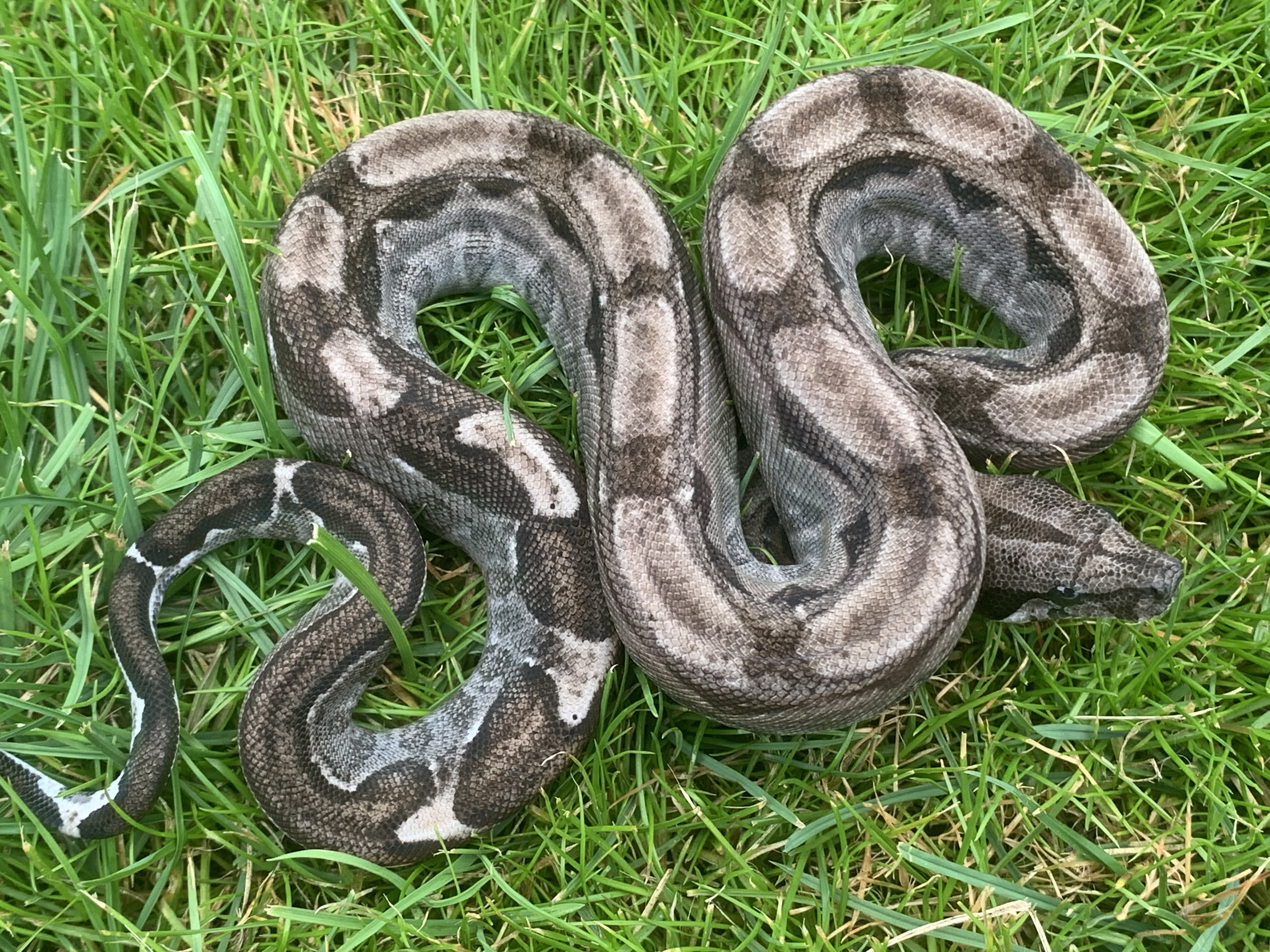 RDR Black Eyed Anery Boa Constrictor by Kevin Hasley