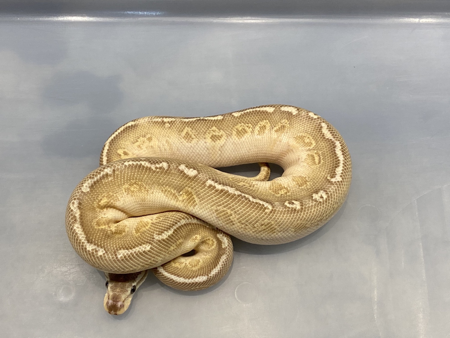 Pastel Butter Sunset Ball Python by Brock Wagner Reptiles