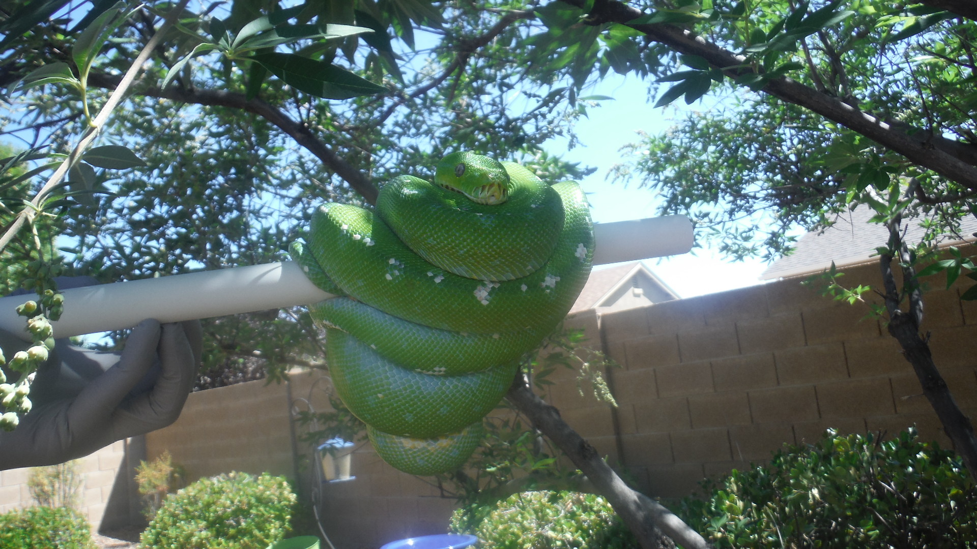 Aru Green Tree Python by Colubrid Dreams