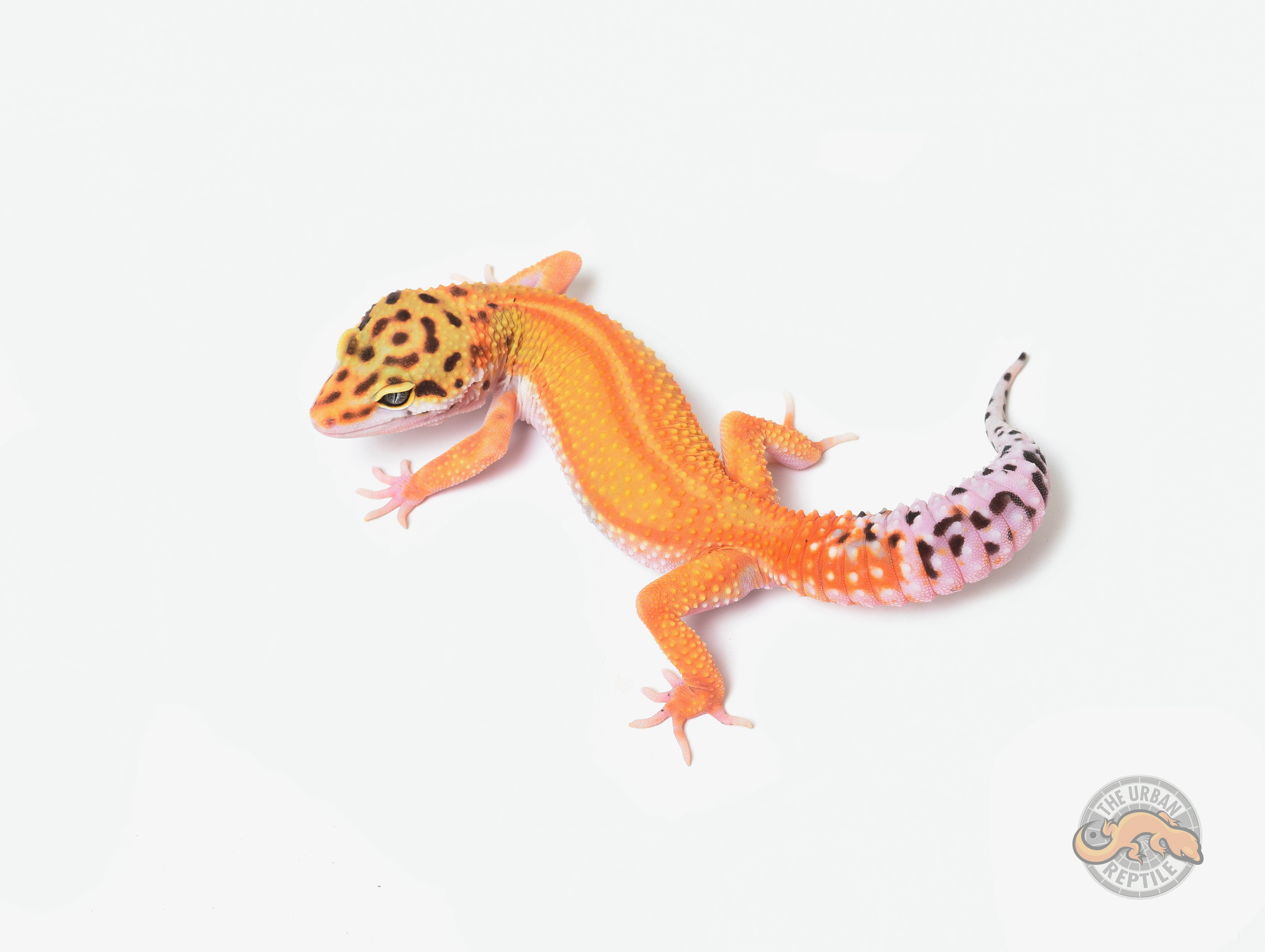 Red Stripe Leopard Gecko by The Urban Reptile