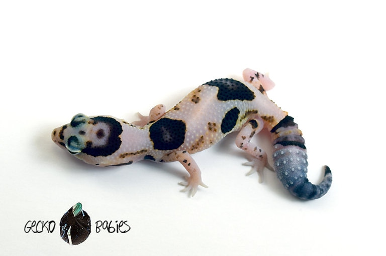 Aberrant White Out 100% Triple Het Caramel X Oreo X Zulu African Fat-Tailed Gecko by Gecko Babies