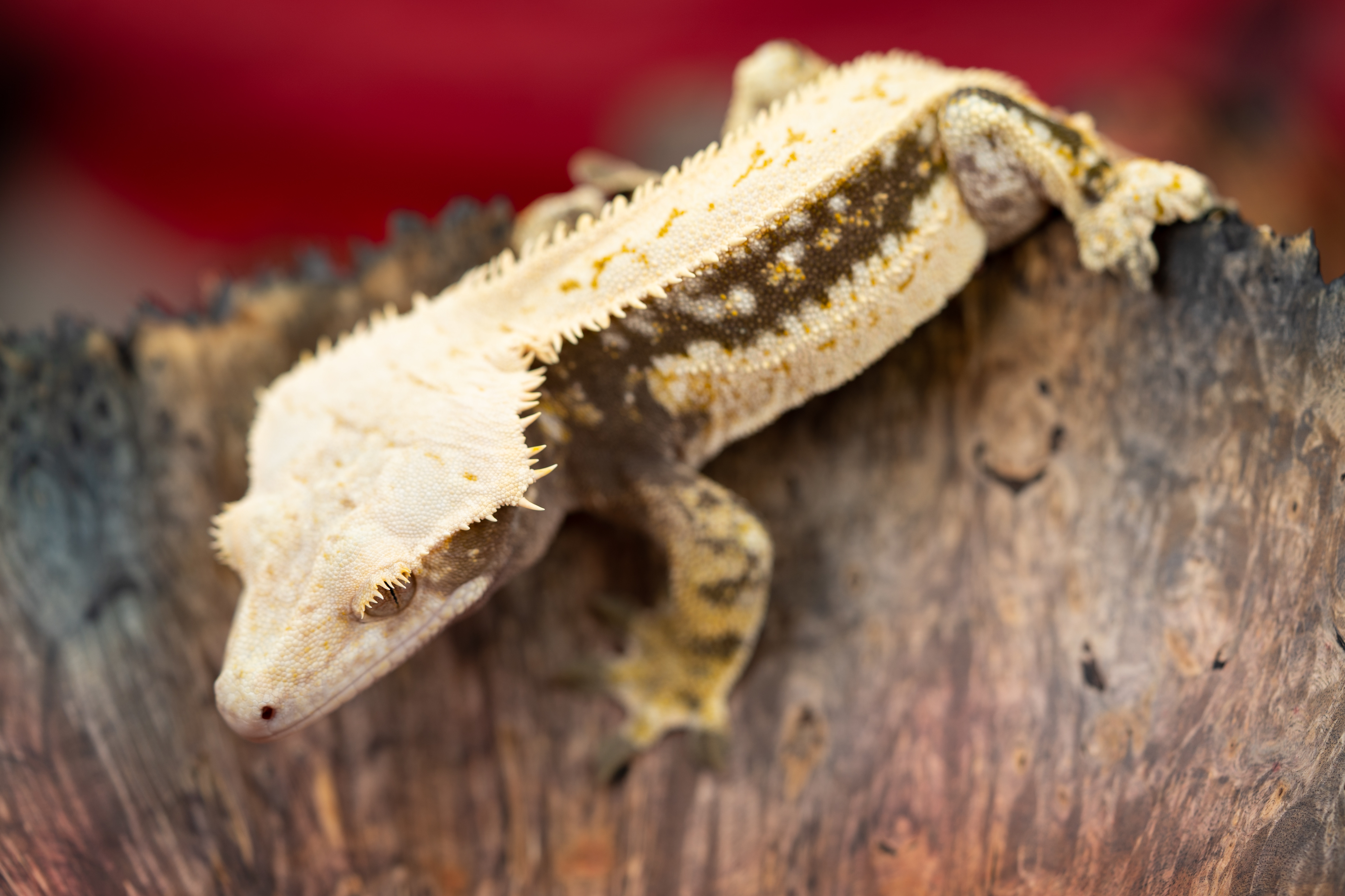 White Wall Crested Gecko by LIL MONSTERS Reptiles