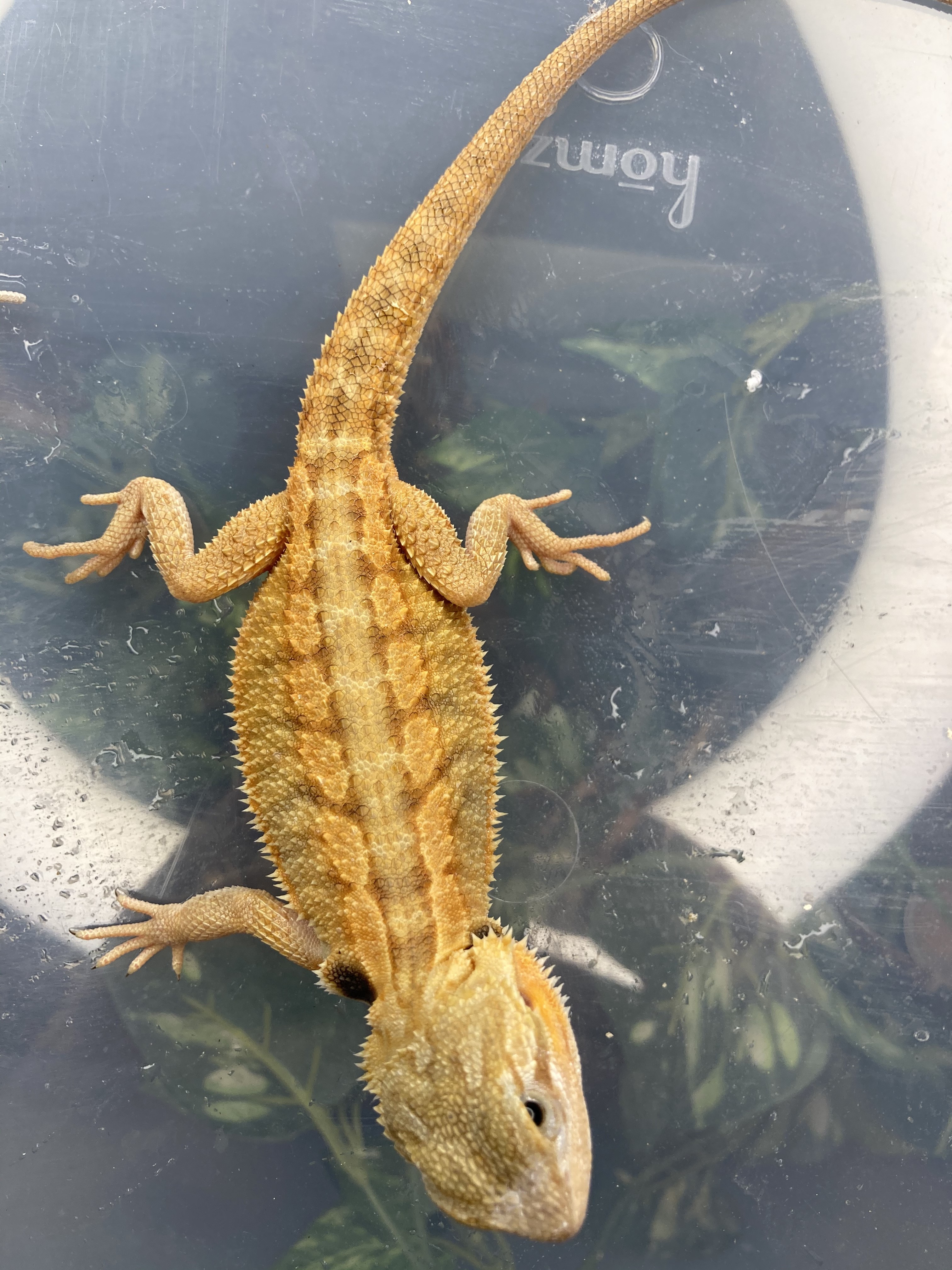Translucent Central Bearded Dragon by Electric Geckos
