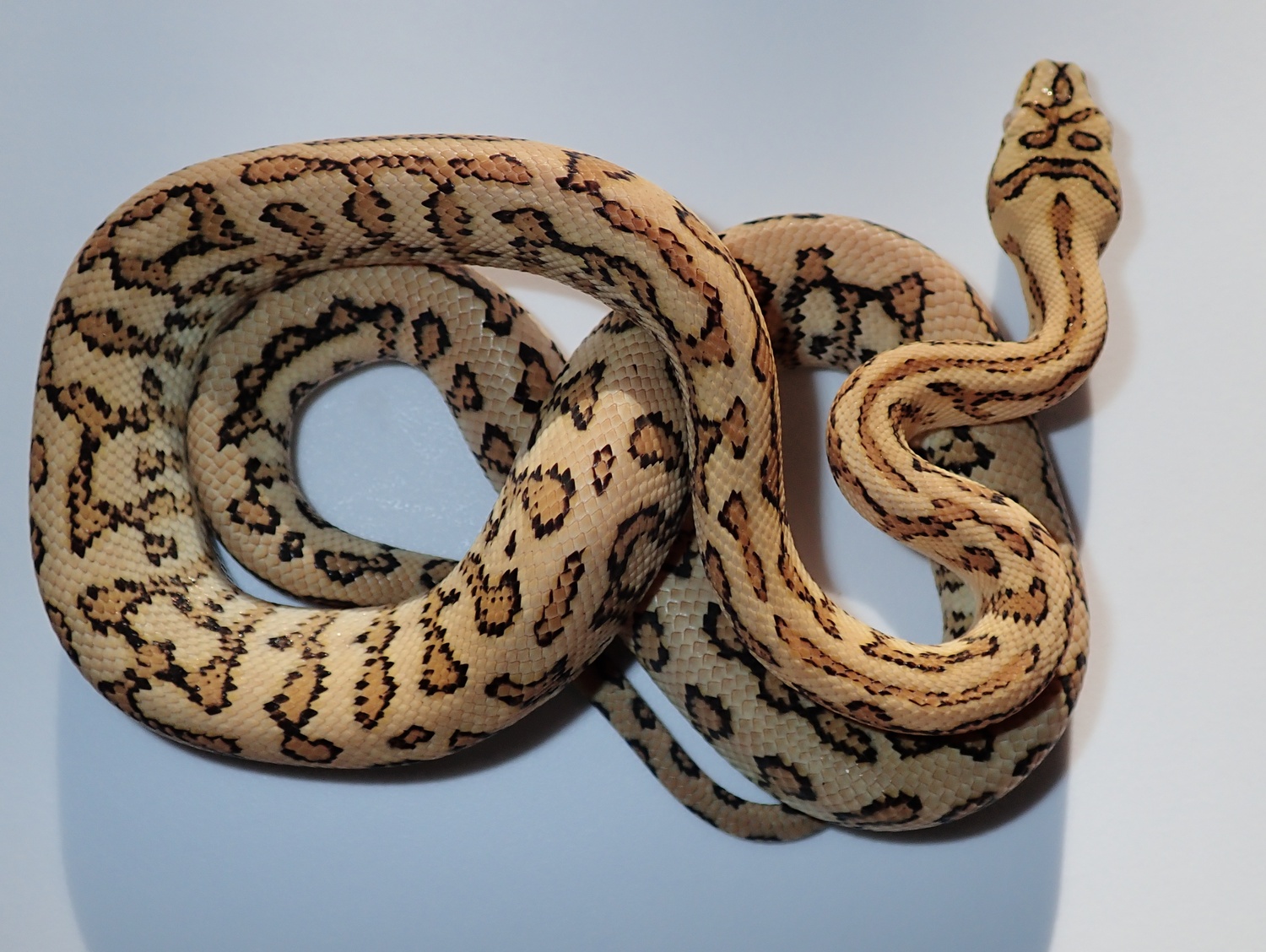 Caramel Gamma Tiger Other Carpet Python by KD Selective Creations