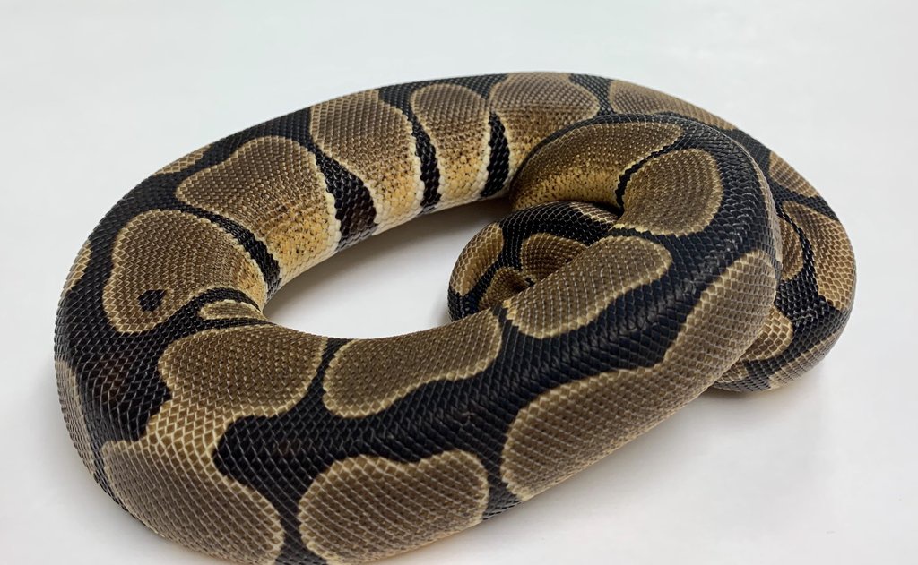 Scaleless Head Ball Python by BHB Reptiles
