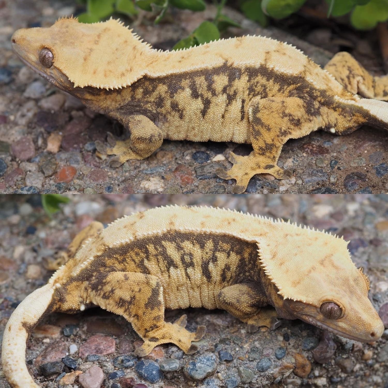 Tri Color Female Crested Gecko by Cali-Donia Rhacs LLC