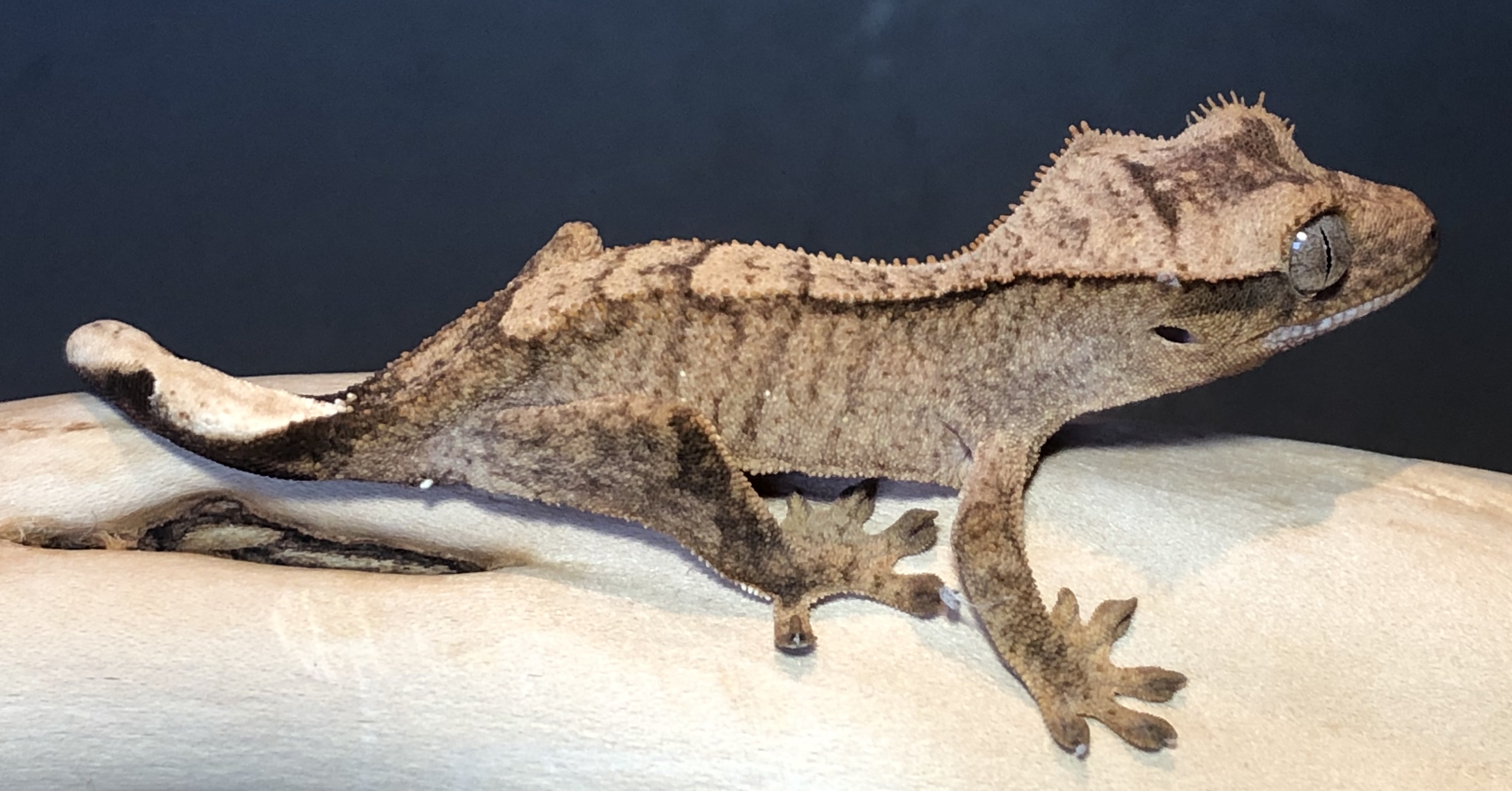 Brindle Crested Gecko by Geckozon