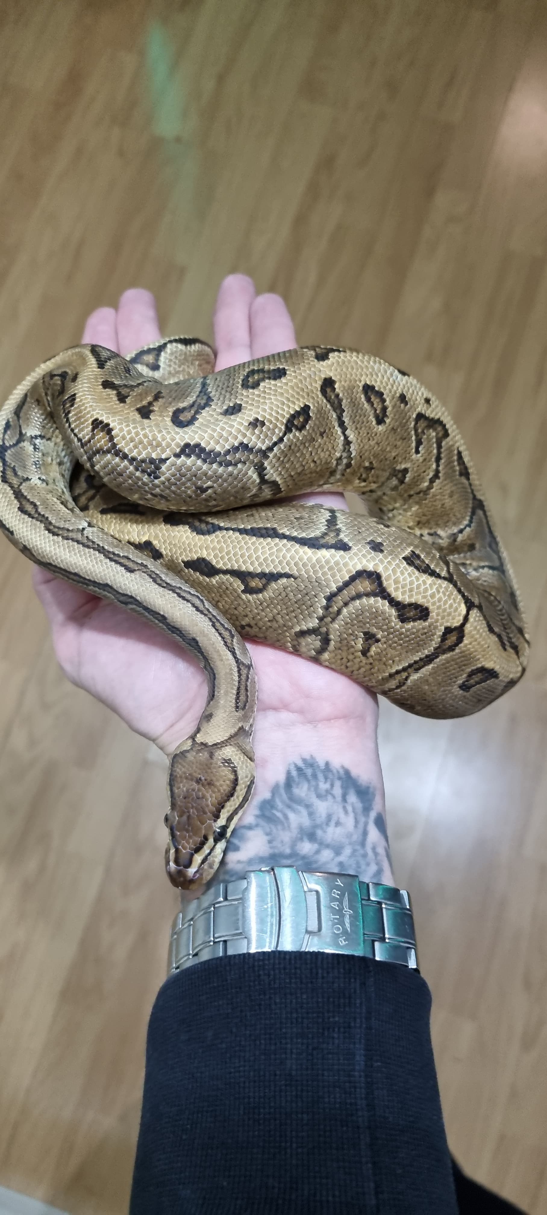 Pinstripe Gravel by Slitheryin Reptiles