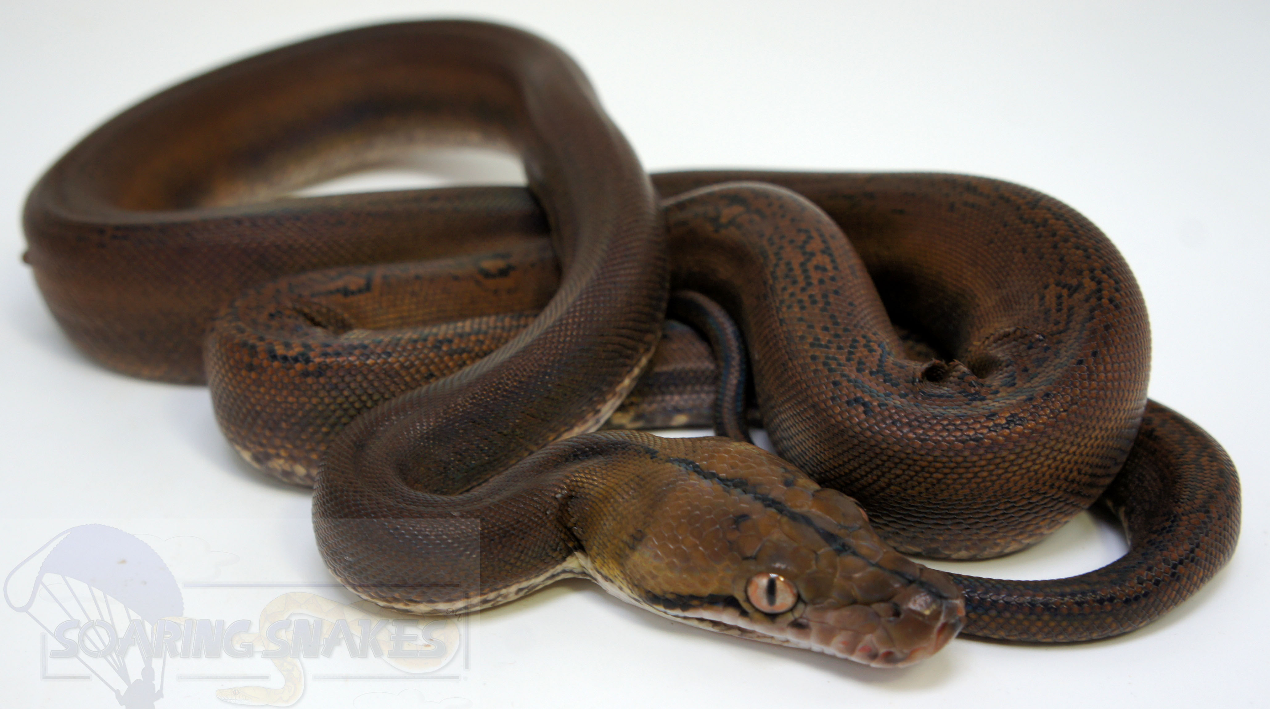 Goldenchild Reticulated Python by Soaring Snakes