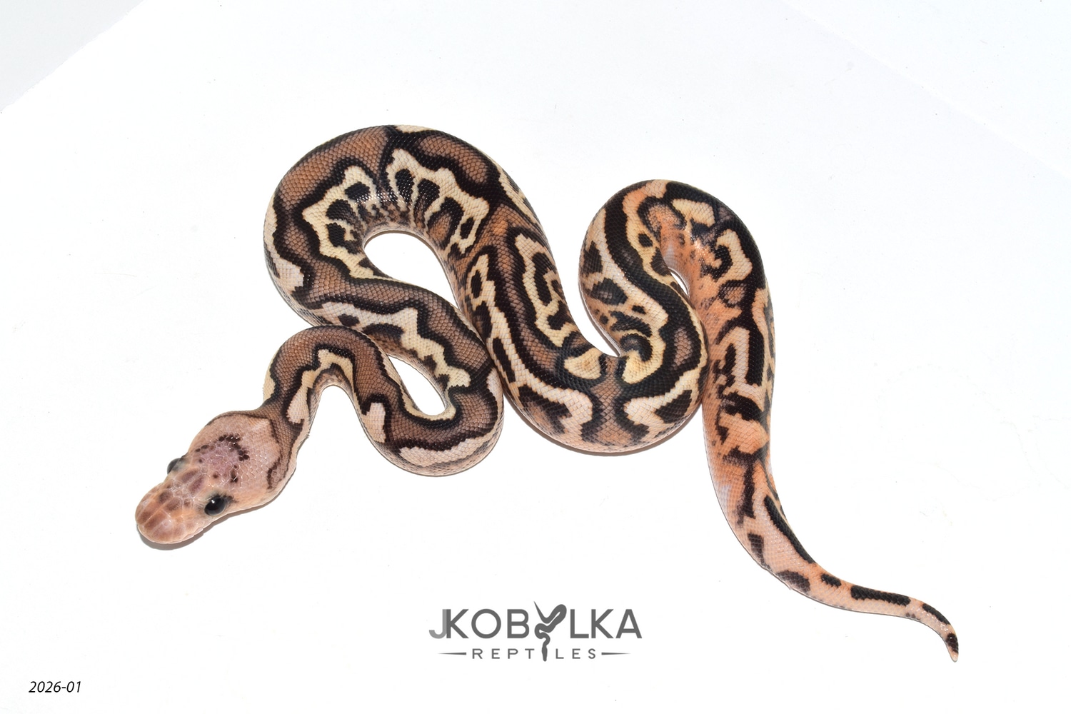 Clown Ball Python by Exotic Empire Pets - MorphMarket