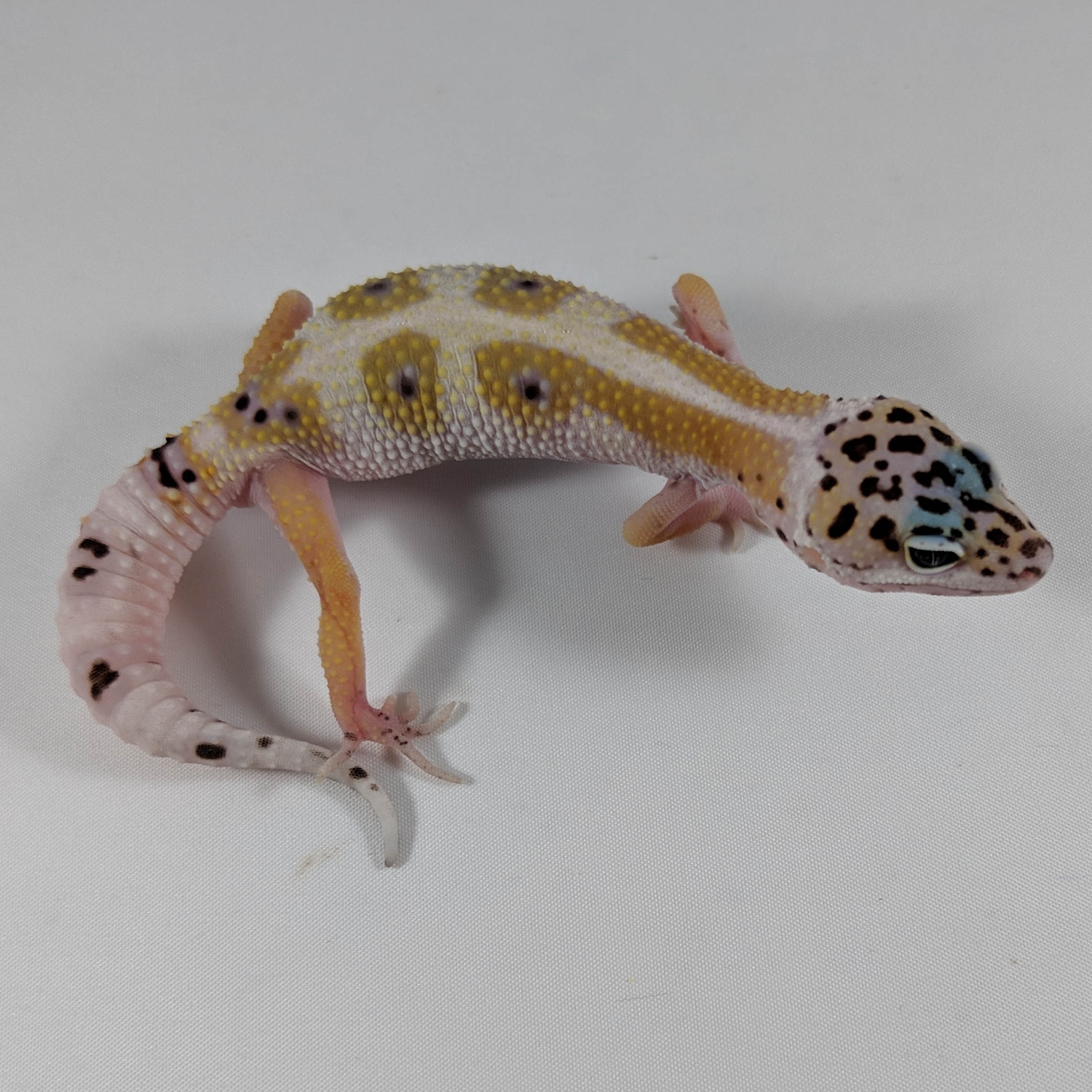 Mack Snow Ghost Leopard Gecko by Geckodex Reptiles
