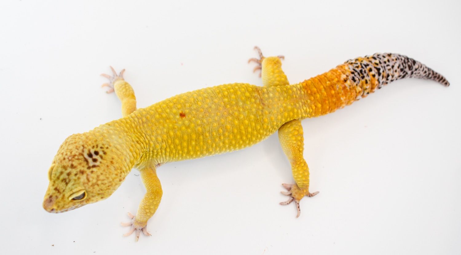 Giant Hypo Carrot Tail Paradox Leopard Gecko by Rhac N Roll