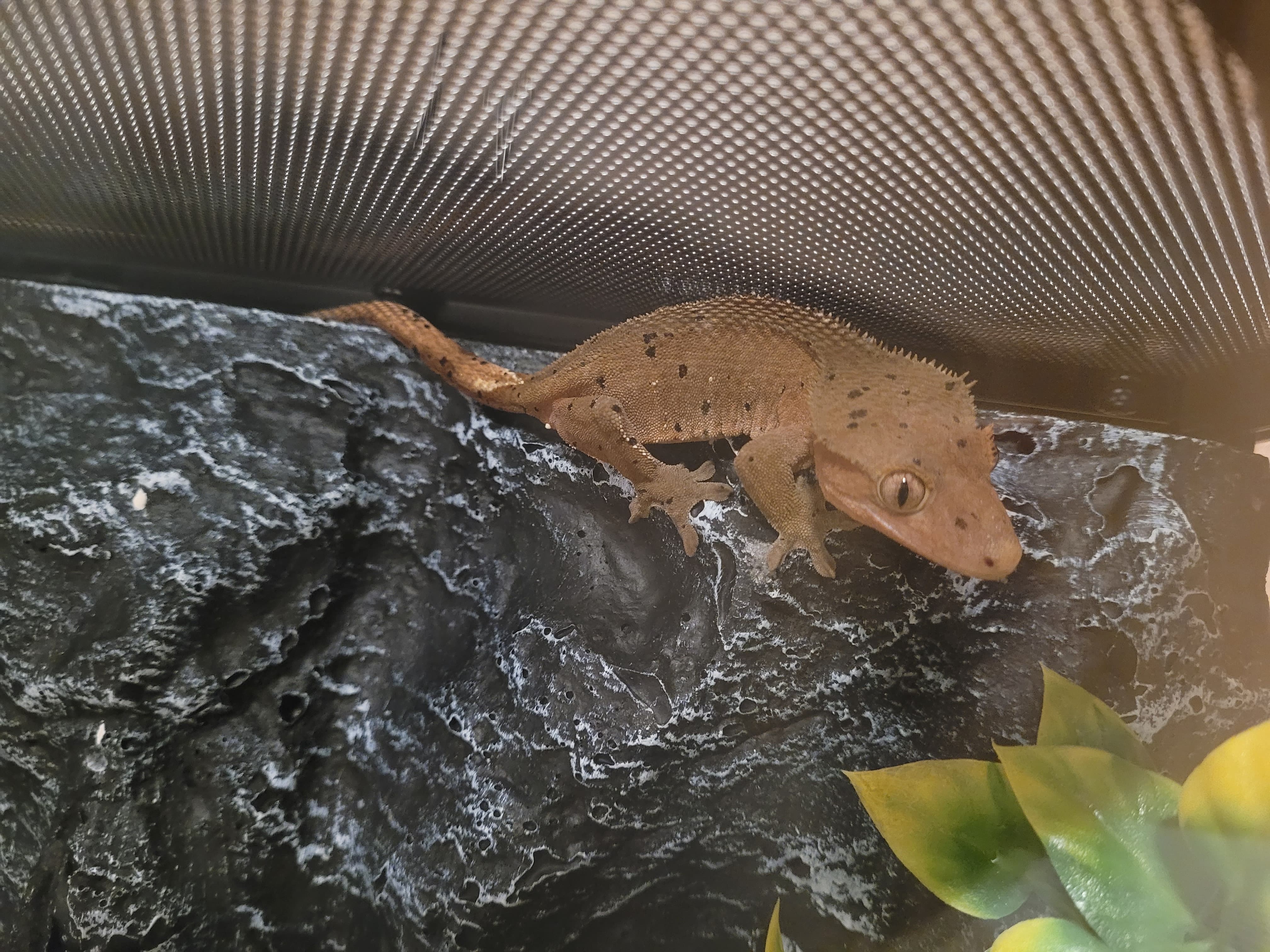 Help with identifying Morph Please - Crested Geckos - MorphMarket ...