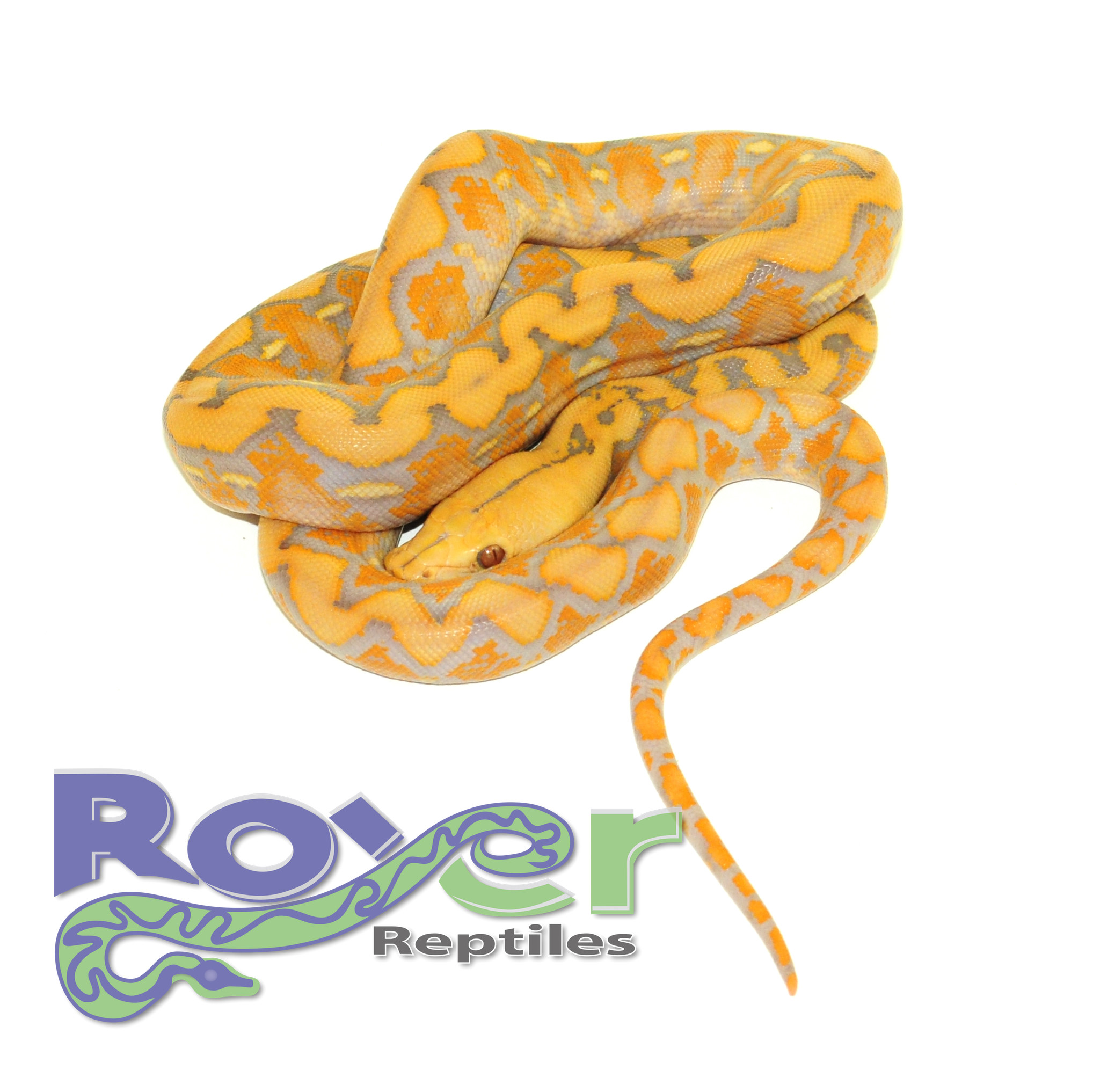 Purple Albino Reticulated Python by Jason Royer Reptiles