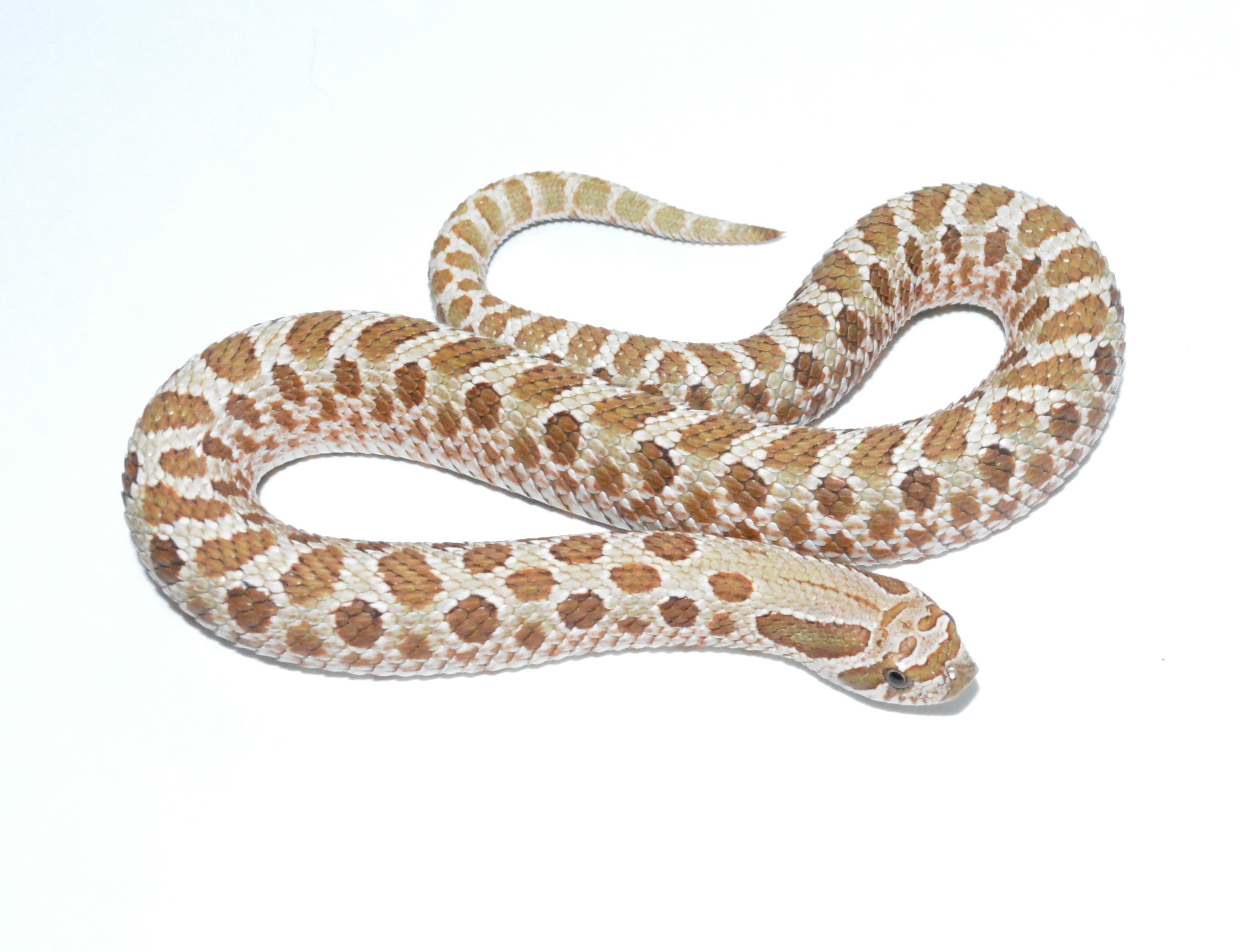 RBE Pastel Western Hognose by Beatrice's Reptiles