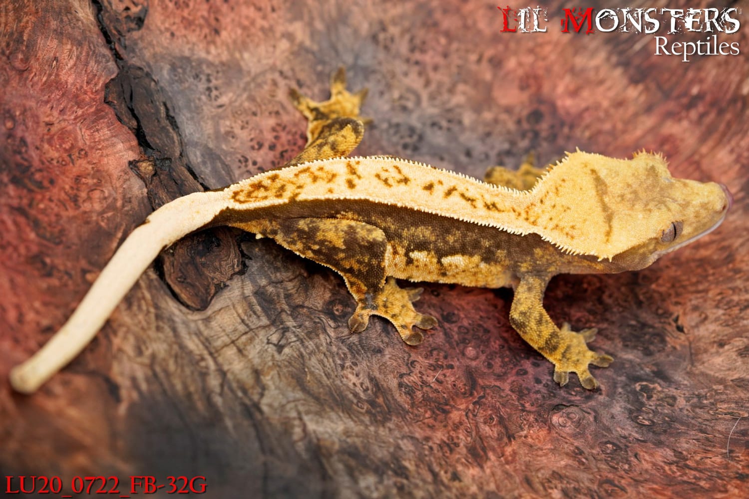 Pinstripe – Crested Gecko by LIL MONSTERS Reptiles