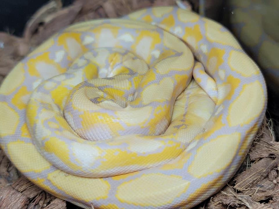 Blonde Reticulated Python by Slither Exotics