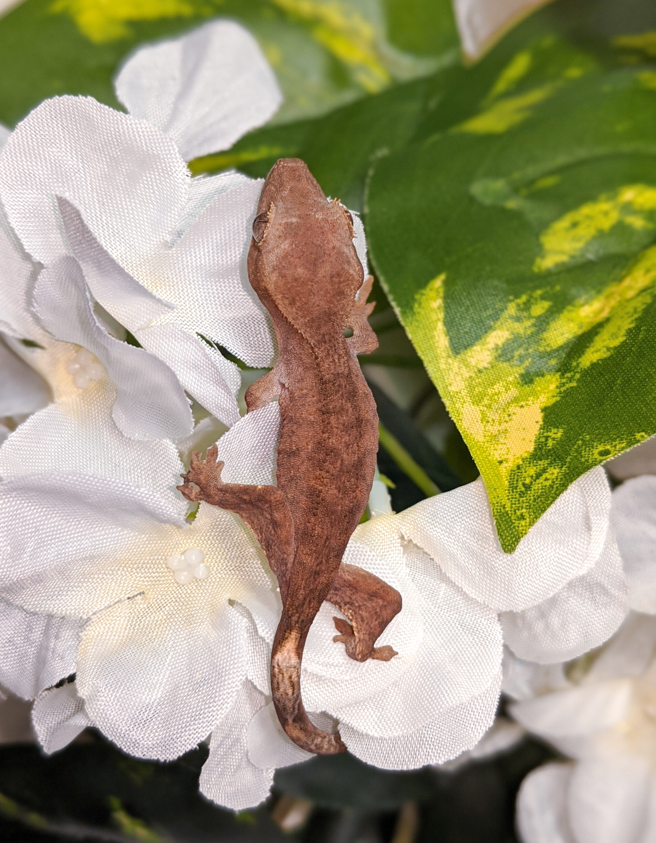 Tiger Crested Gecko by KBK Reptiles