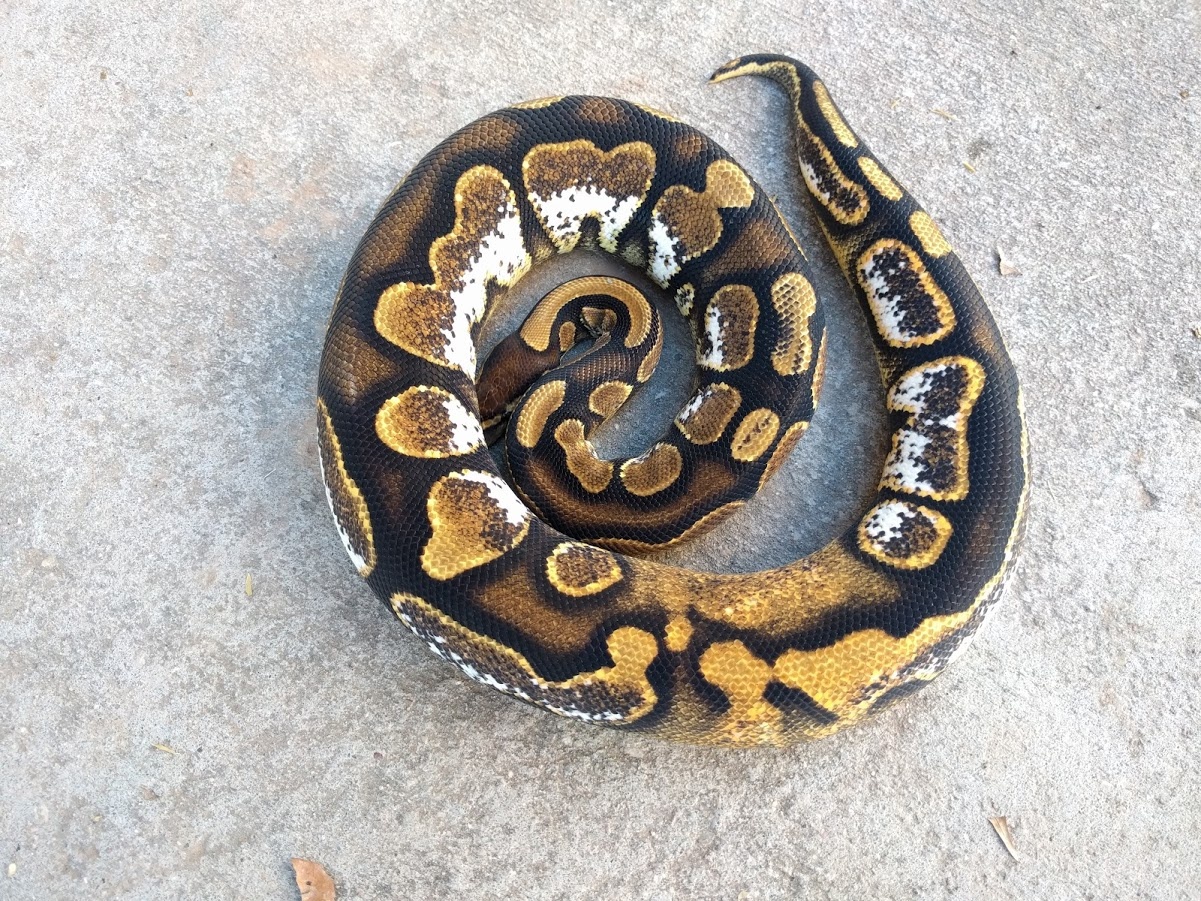 Calico Ball Python by Uintah Reptile